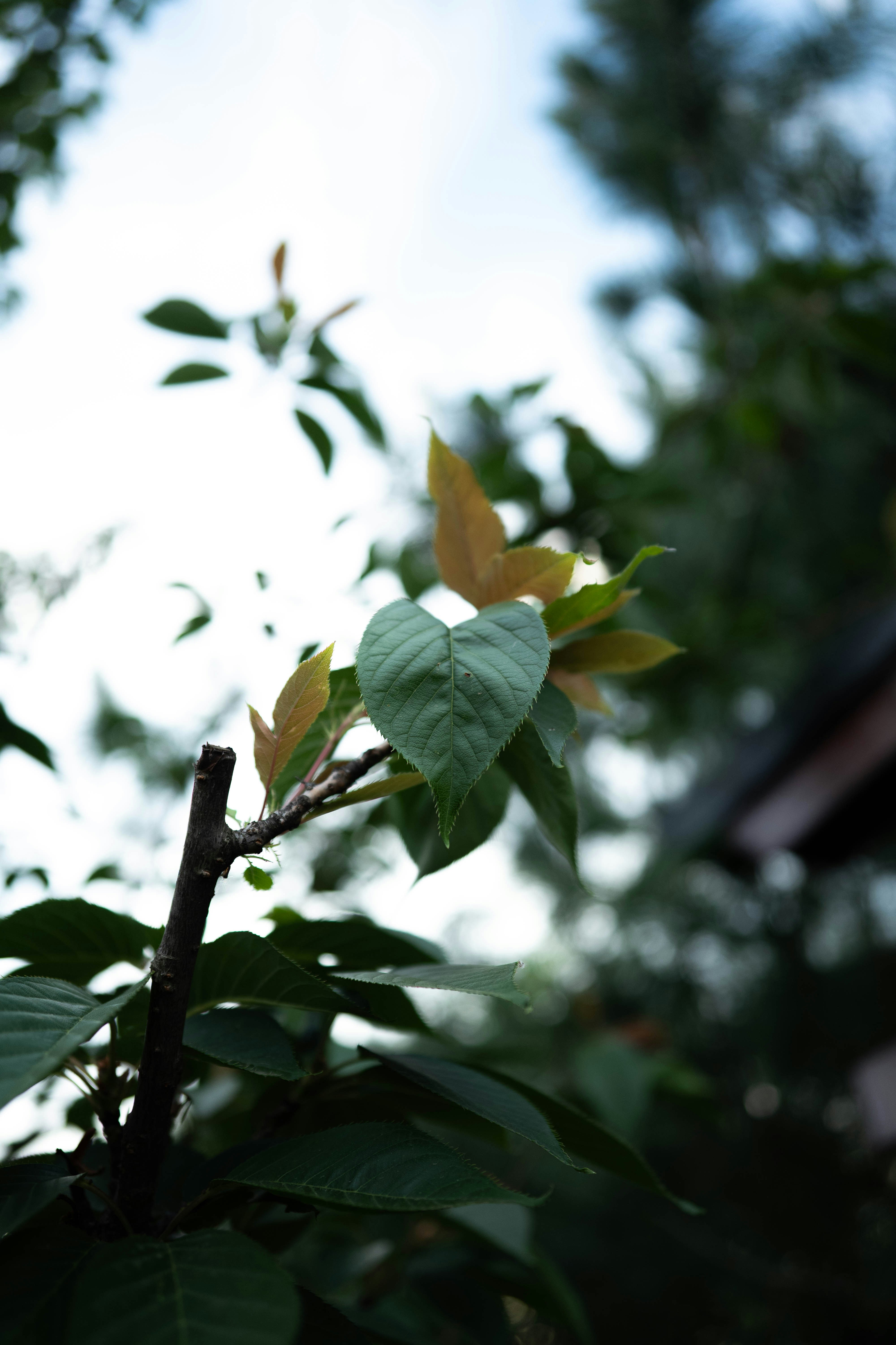 Photo by j0ke