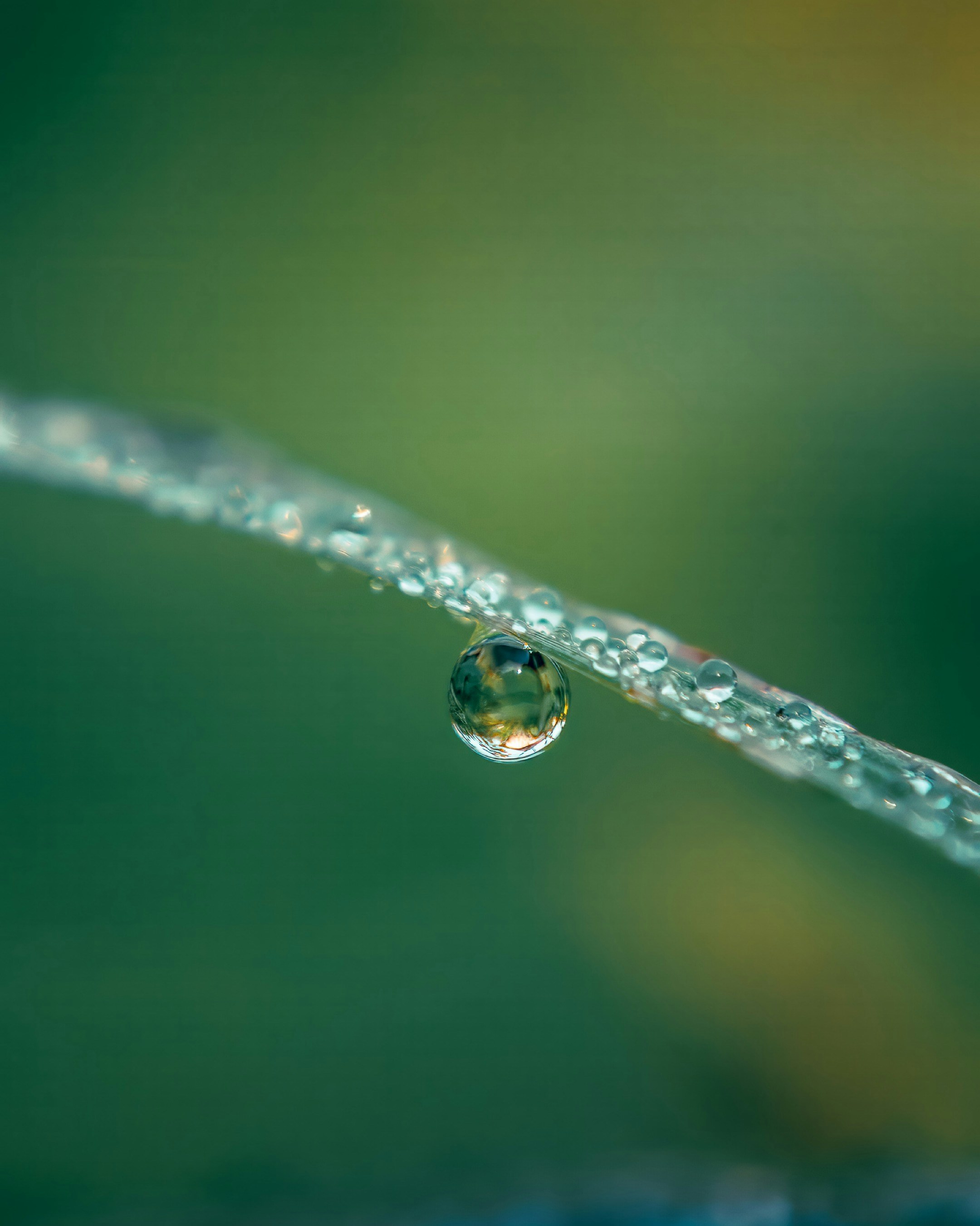 Photo by ozarklens
