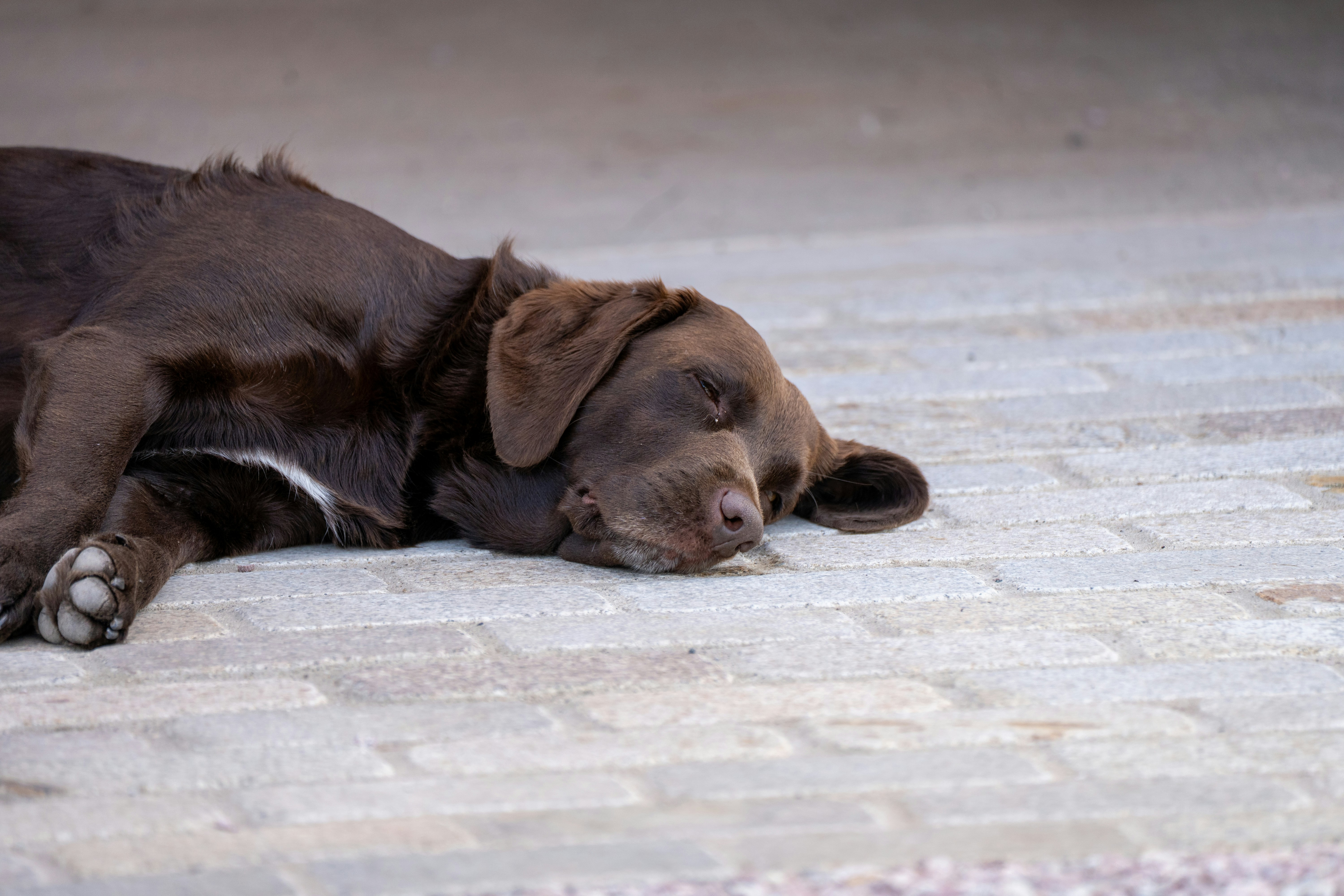 A brown dog sleeps peacefully on a paved surface.
