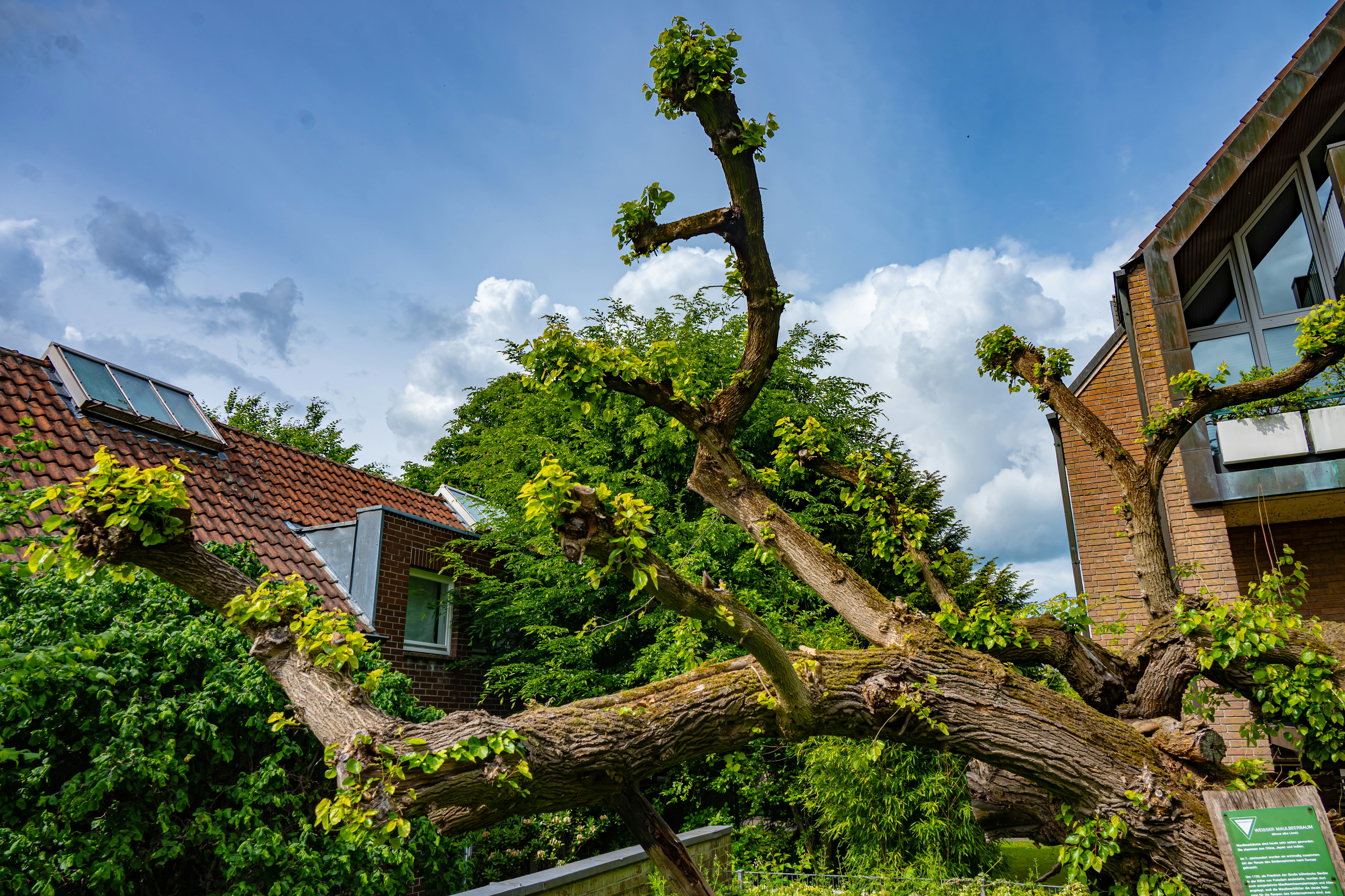 Old tree with pruned branches and fresh green leaves.