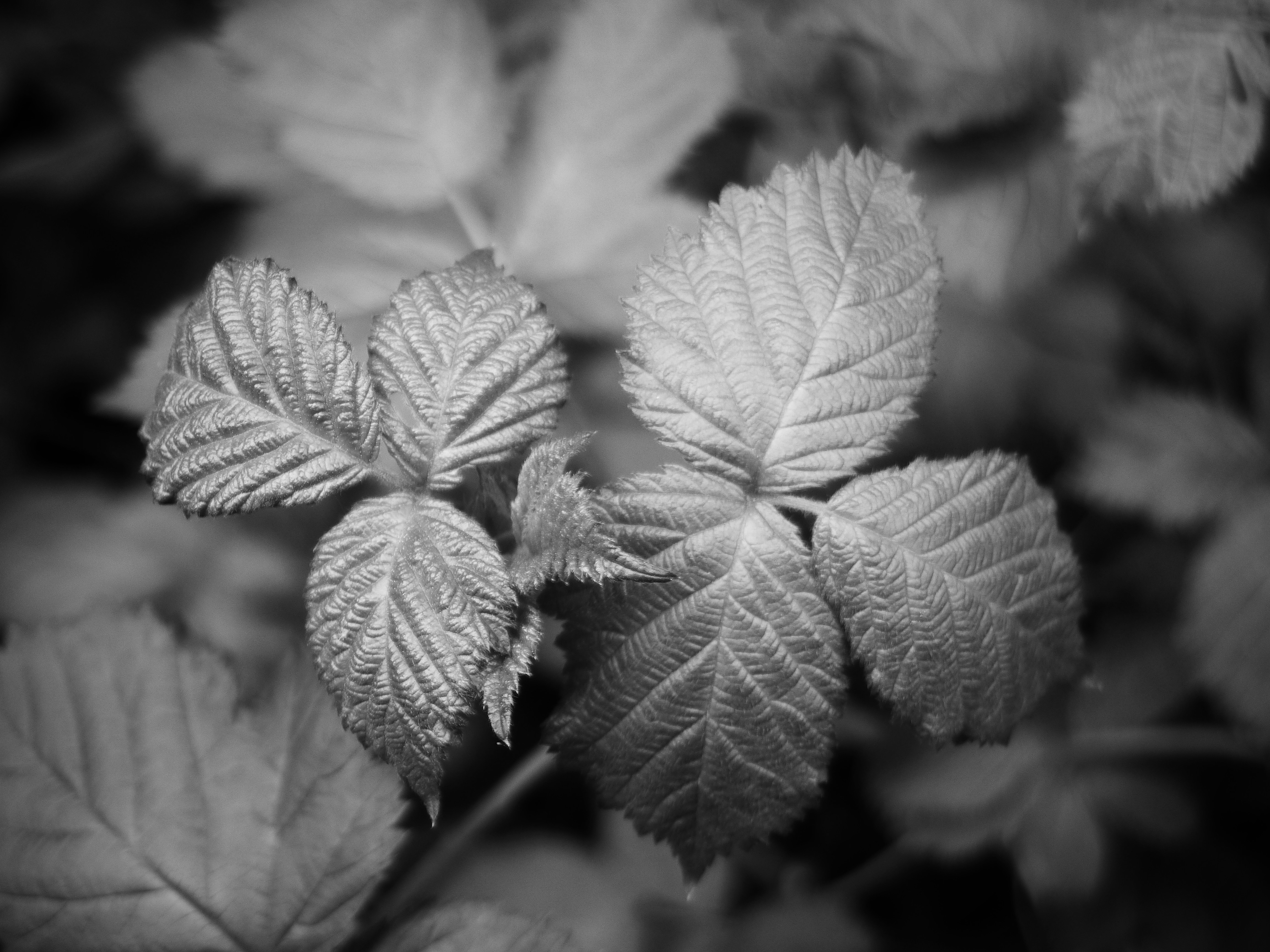 Folhas de textura preta e branca com veias visíveis.