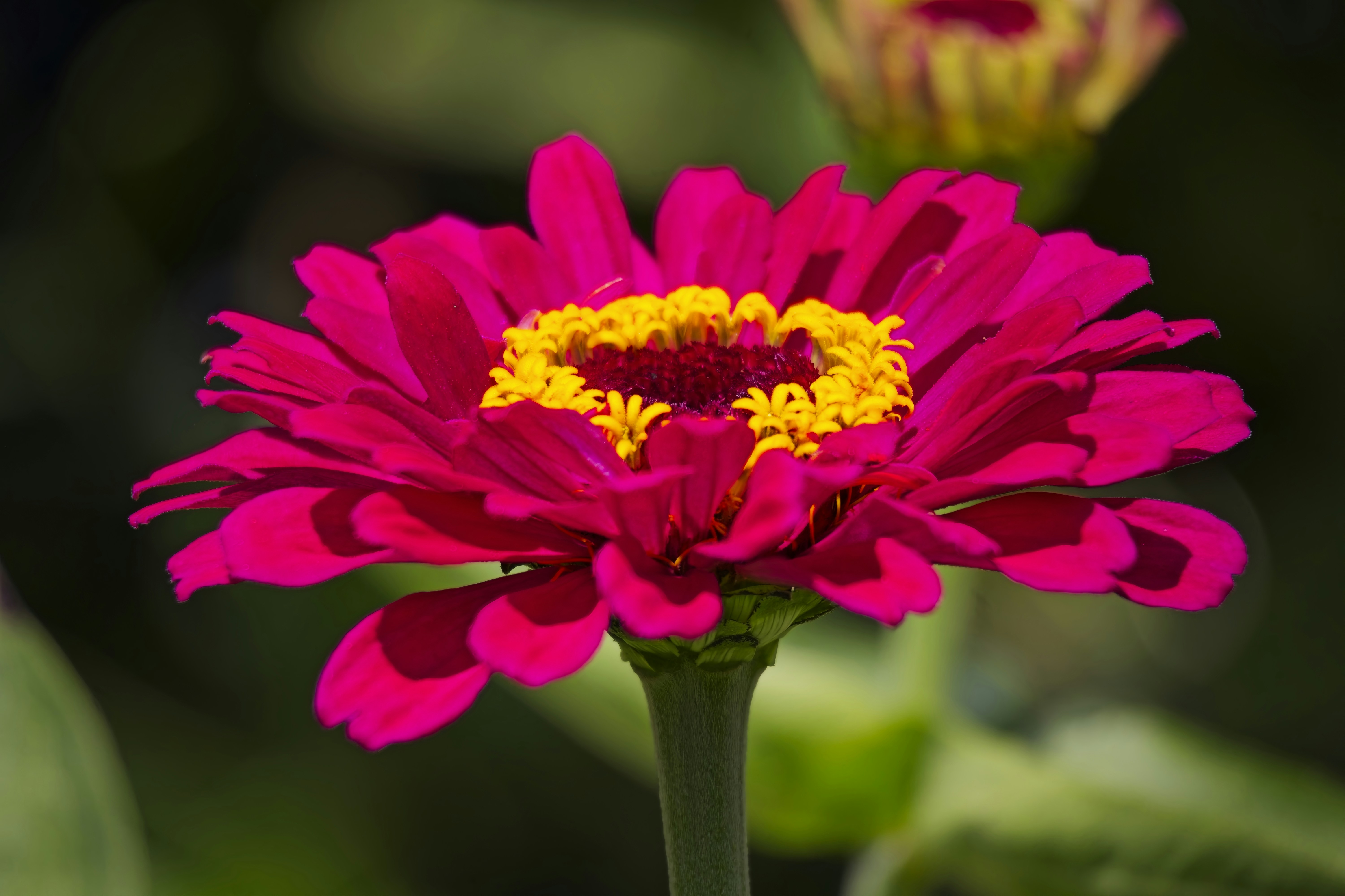 Eine leuchtend rosa Zinnienblüte mit einem leuchtend gelben Zentrum.