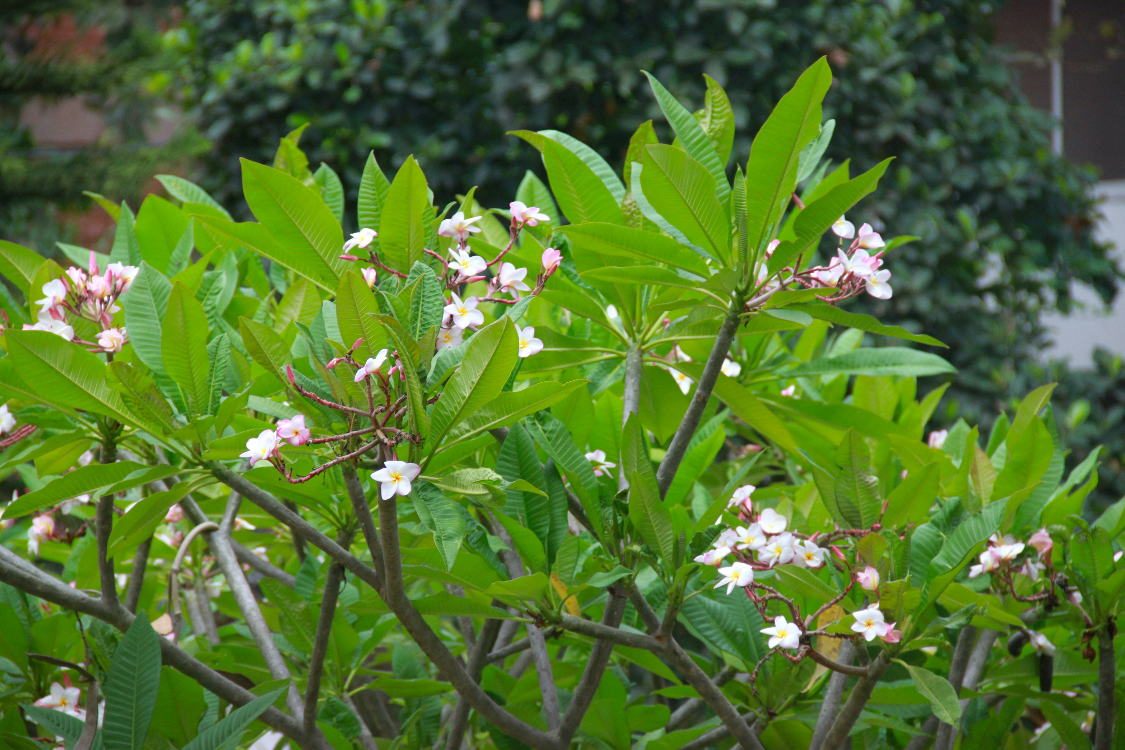 Lush green leaves with delicate white and pink flowers.