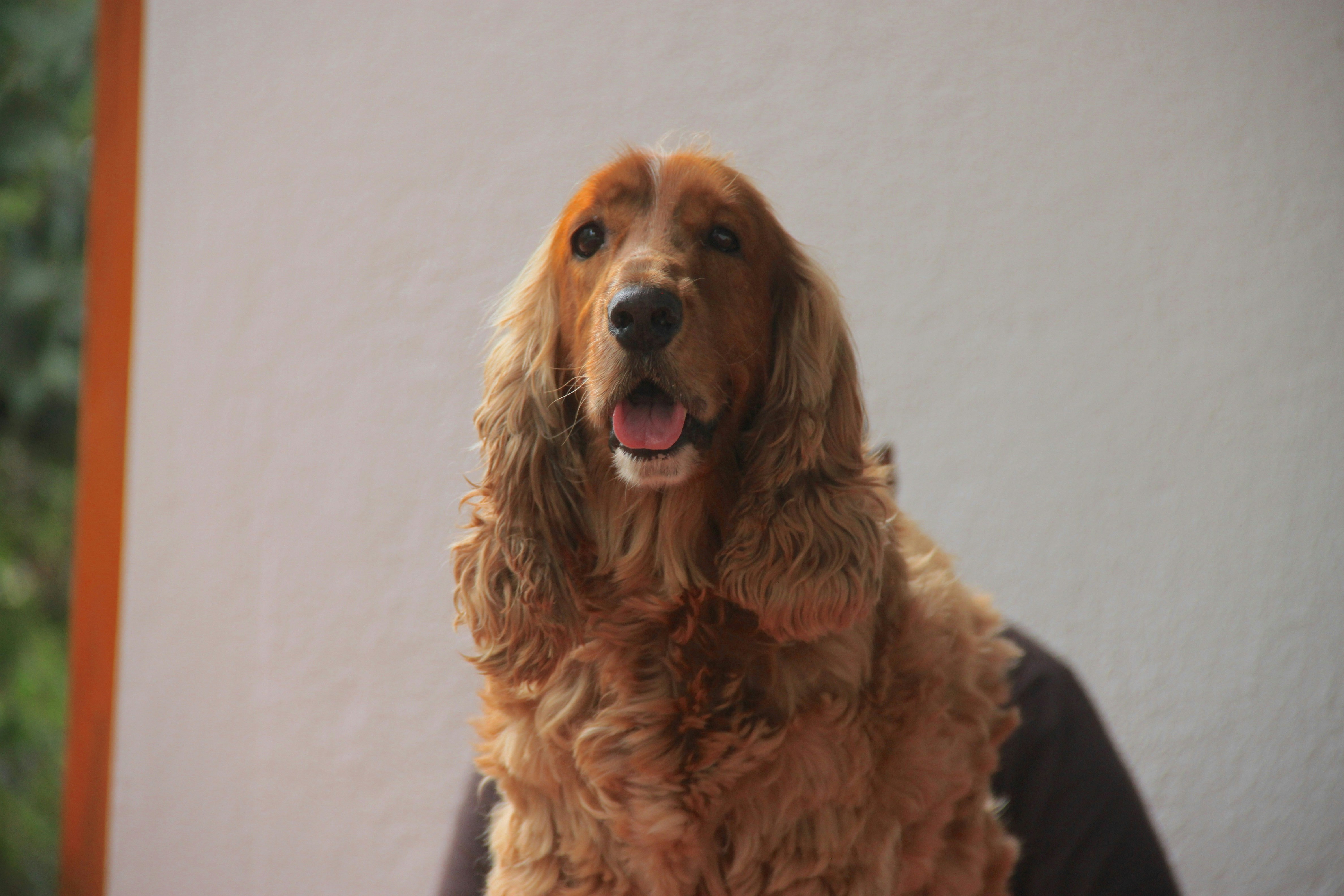 Brown cocker spaniel dog with long fur and open mouth.