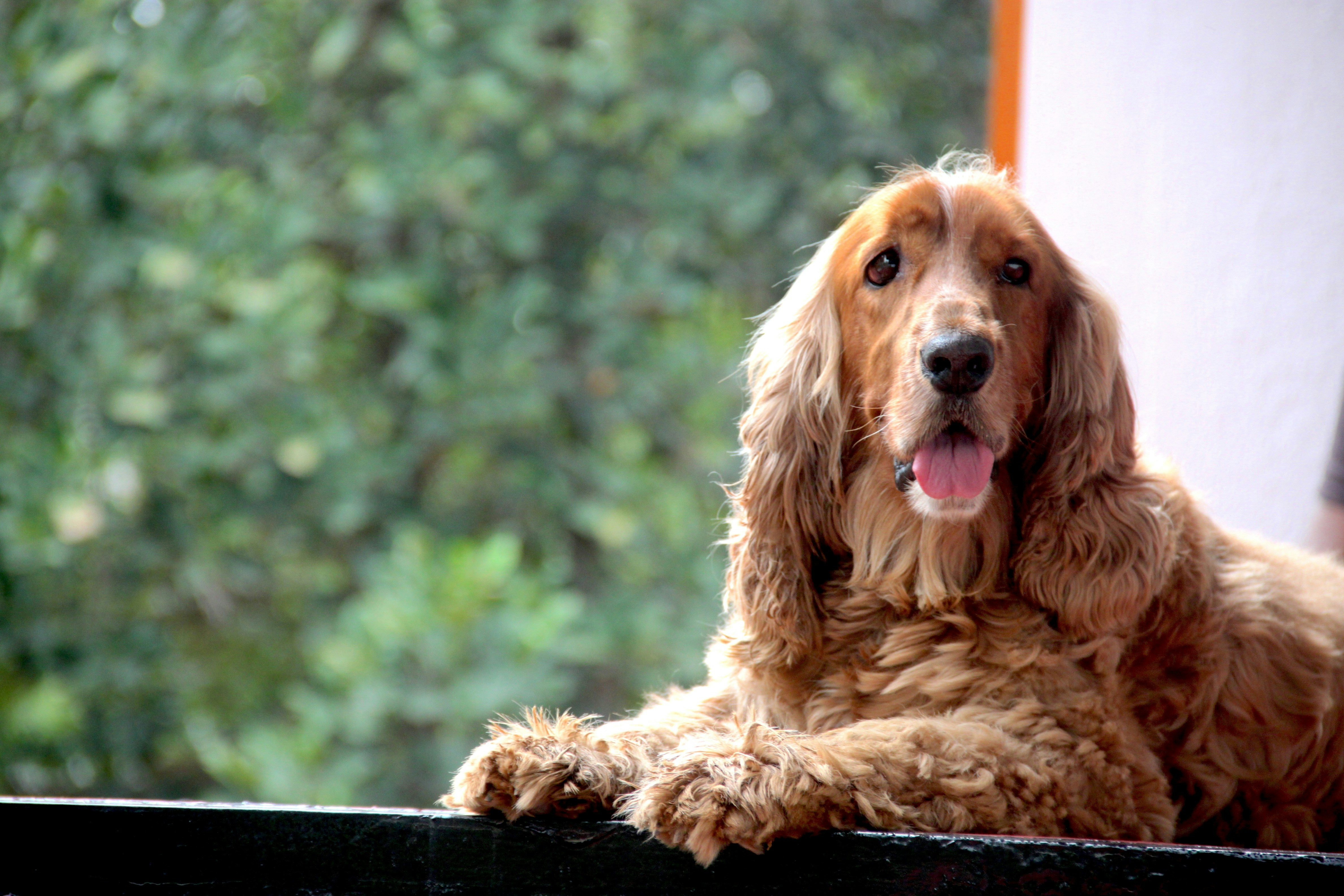 A brown dog lying down with its tongue out.