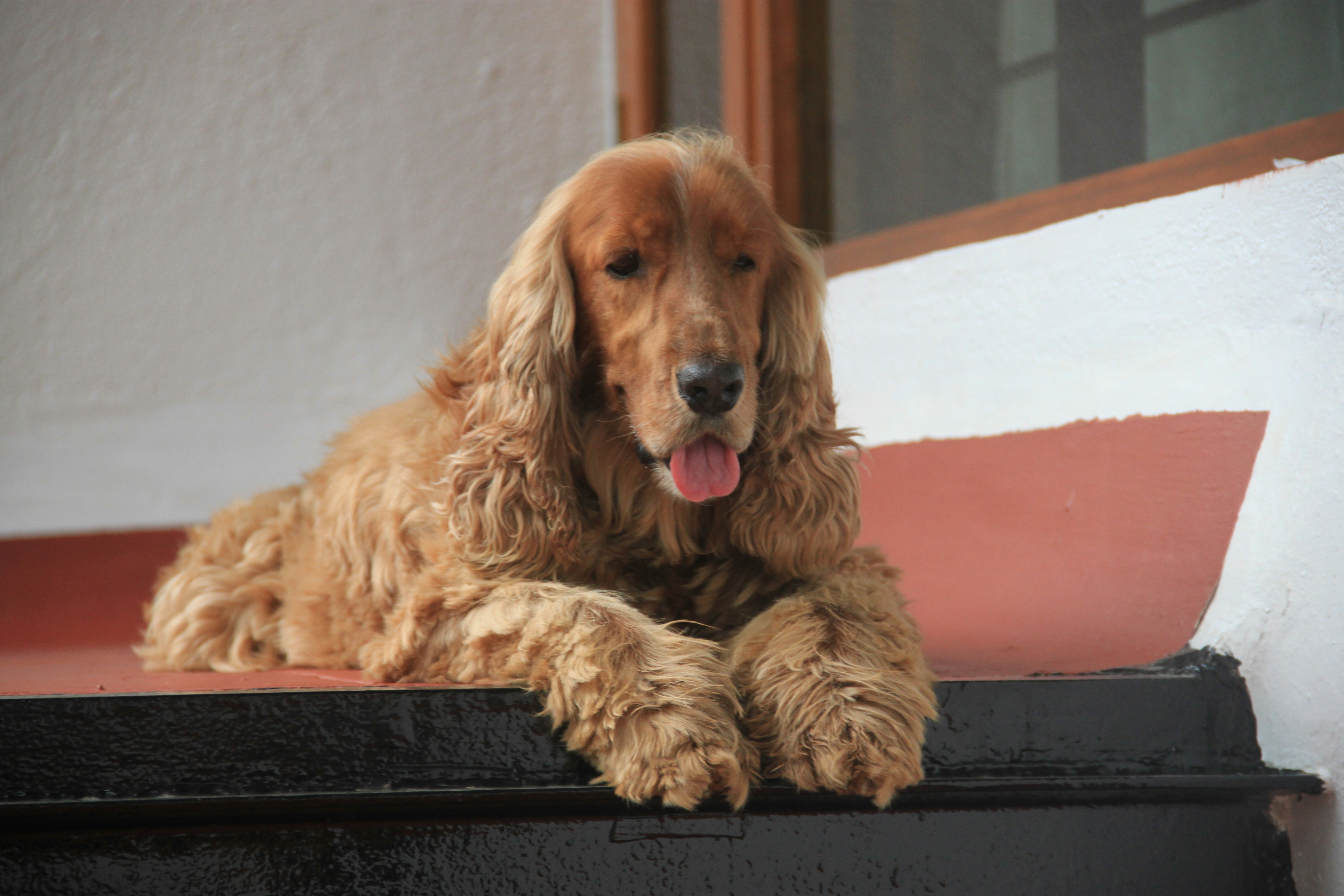 A brown cocker spaniel dog lying down.