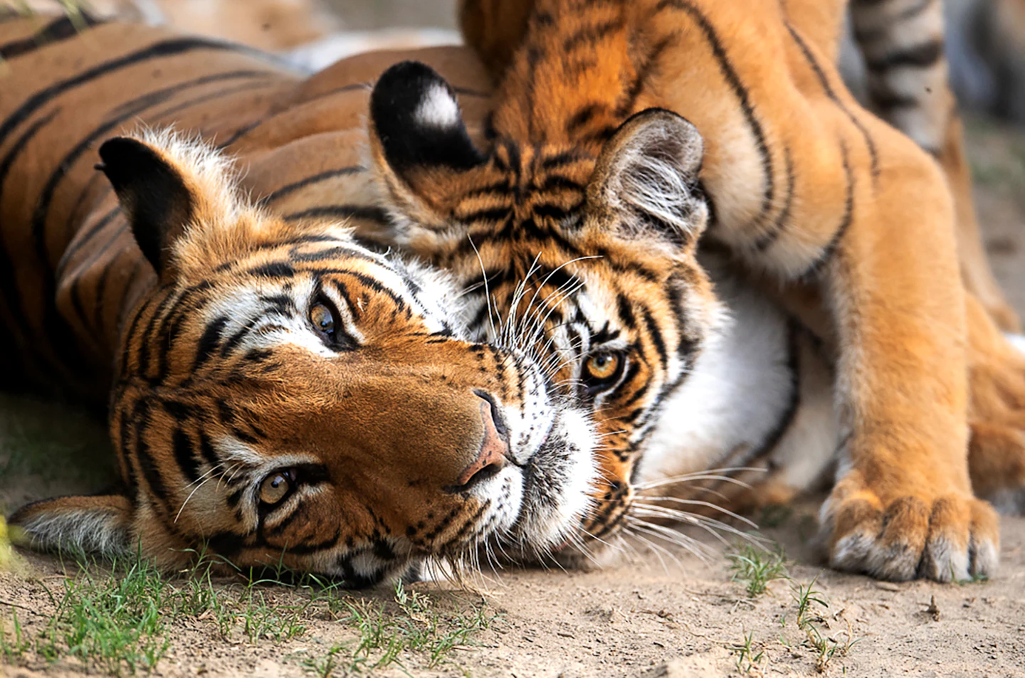 Two tigers resting together