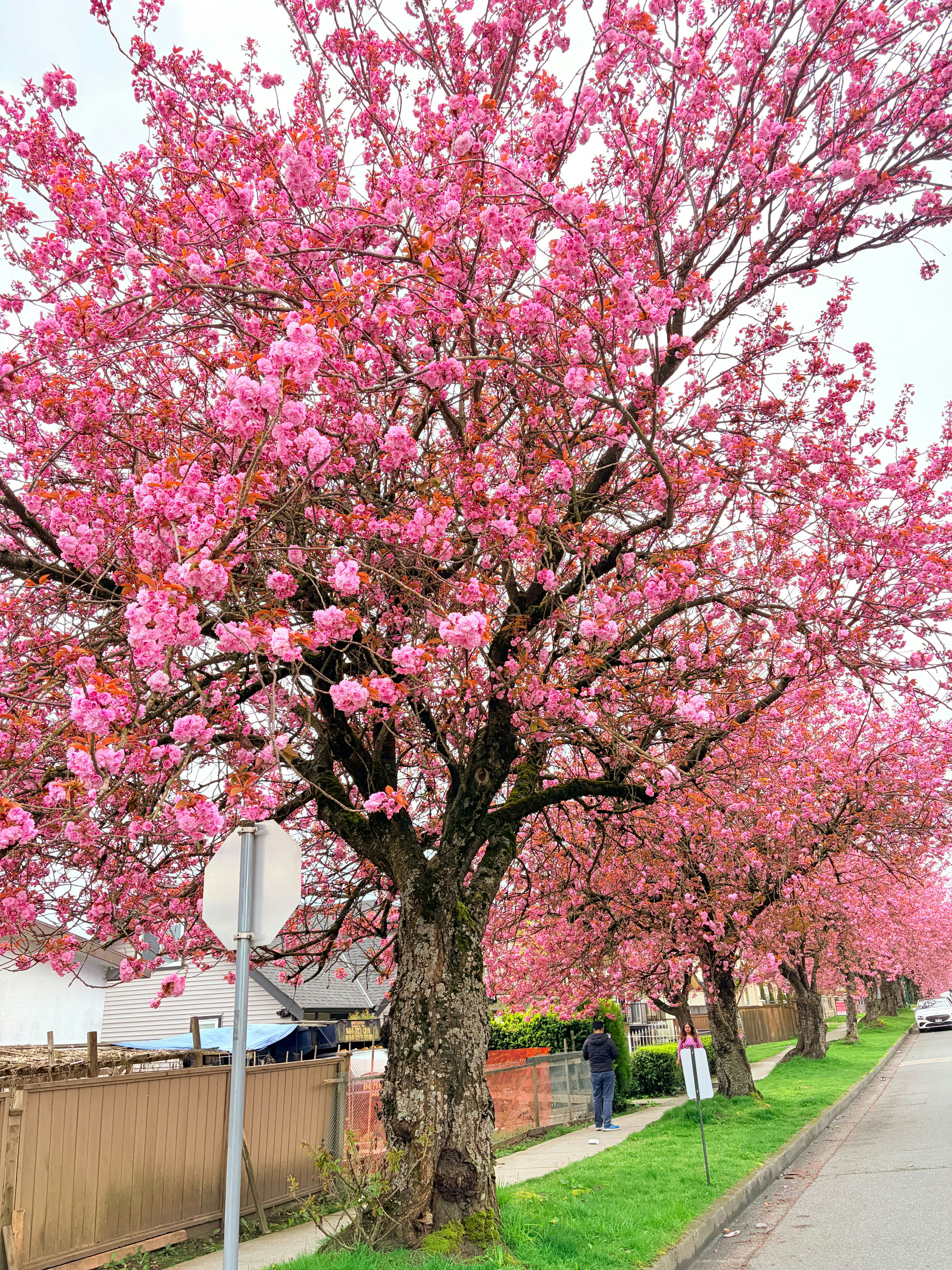 鮮やかなピンク色の桜の木々が通りを並べています。