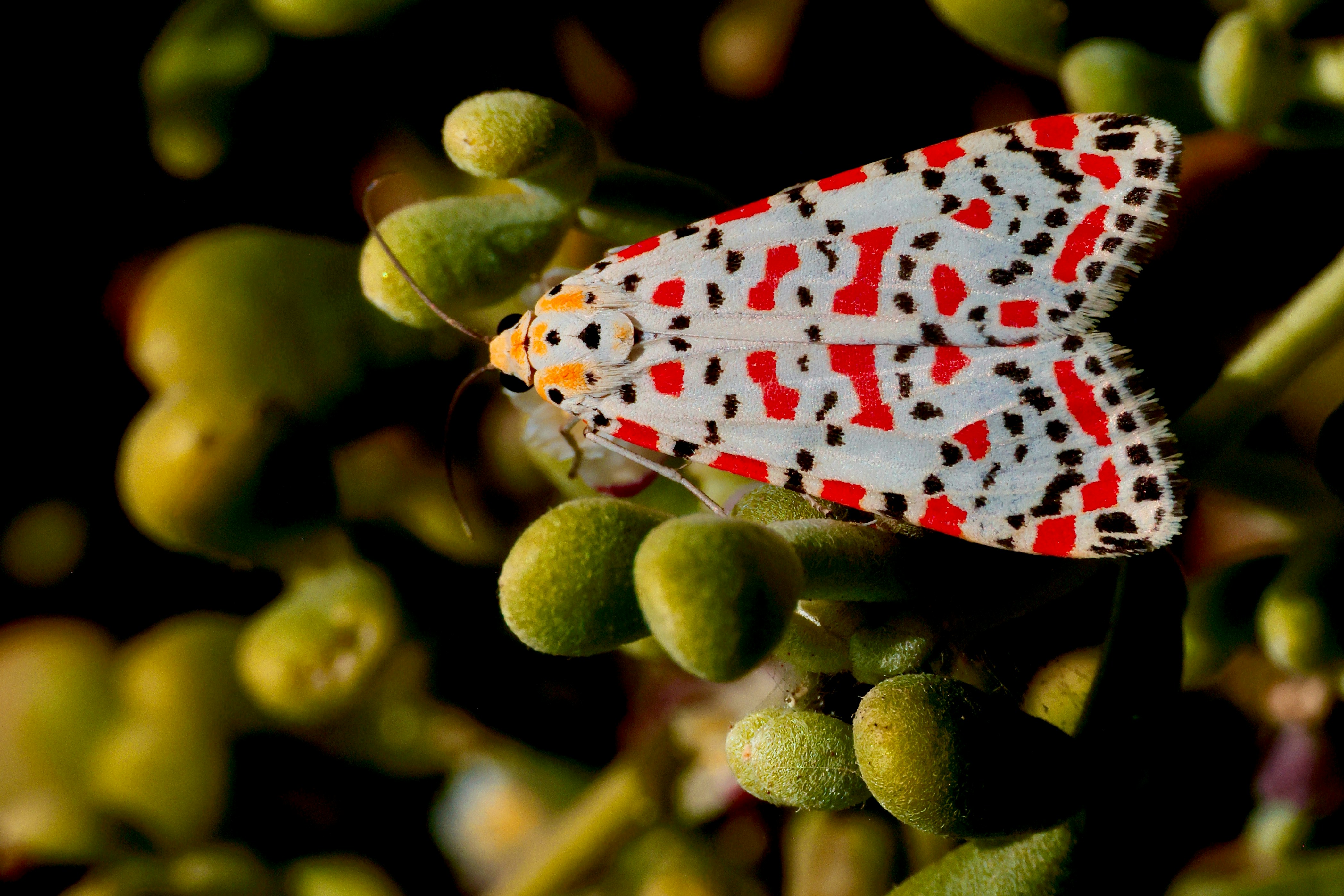 Mariposa-pintada em botões verdes de plantas.