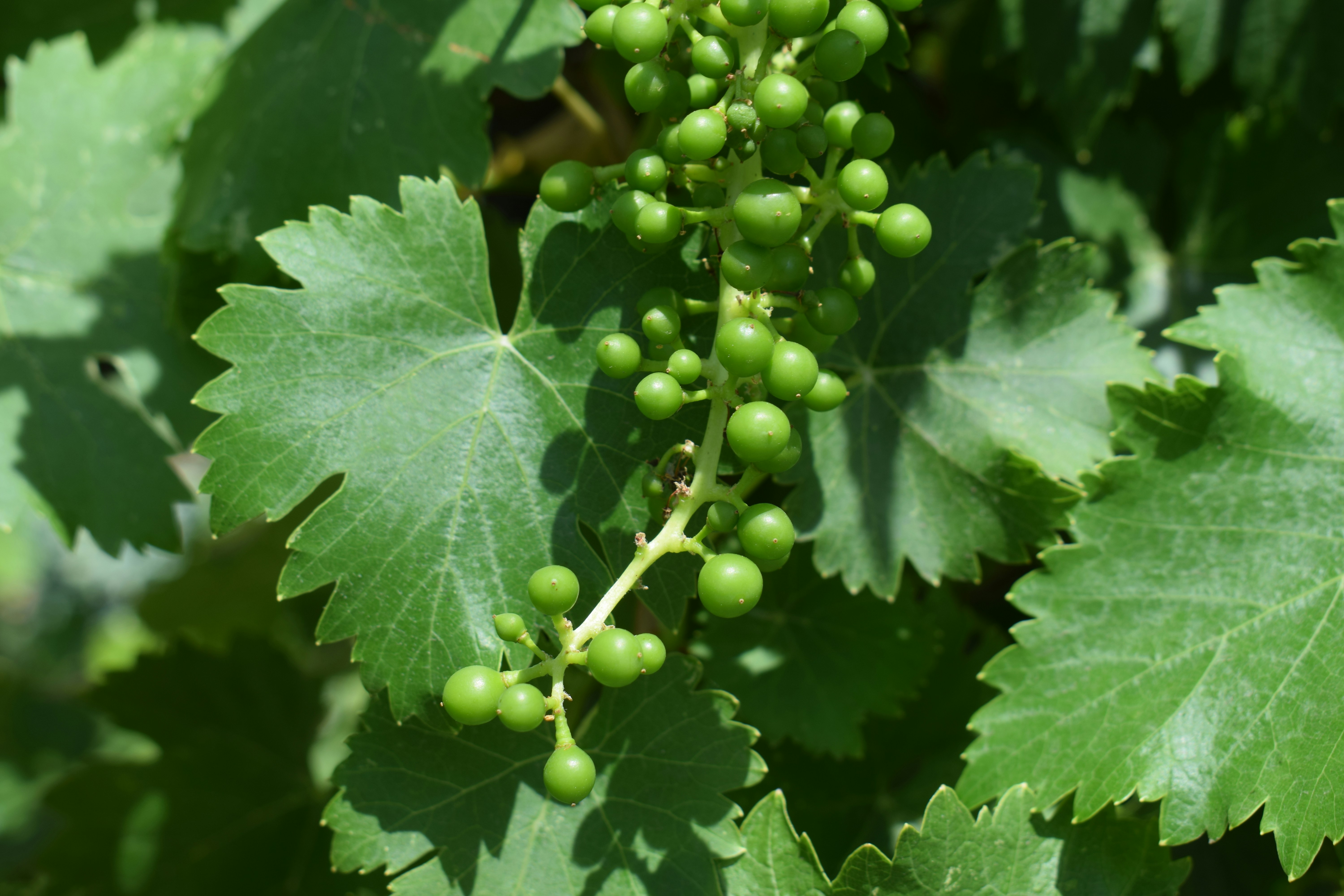 Uvas verdes verdes cruas crescendo em uma videira com folhas exuberantes.