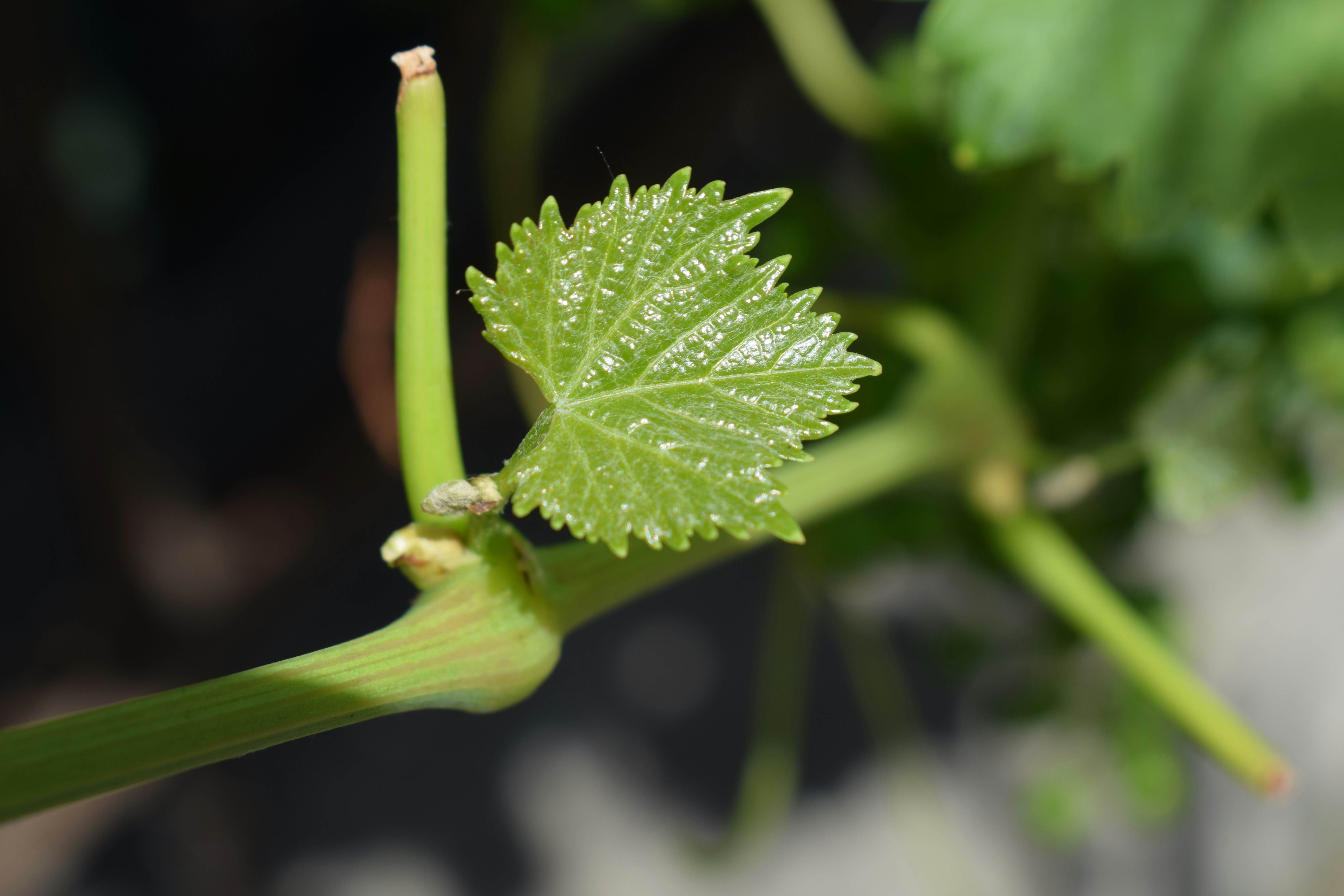macro photograph of micro biosensor attached to grape vine stem