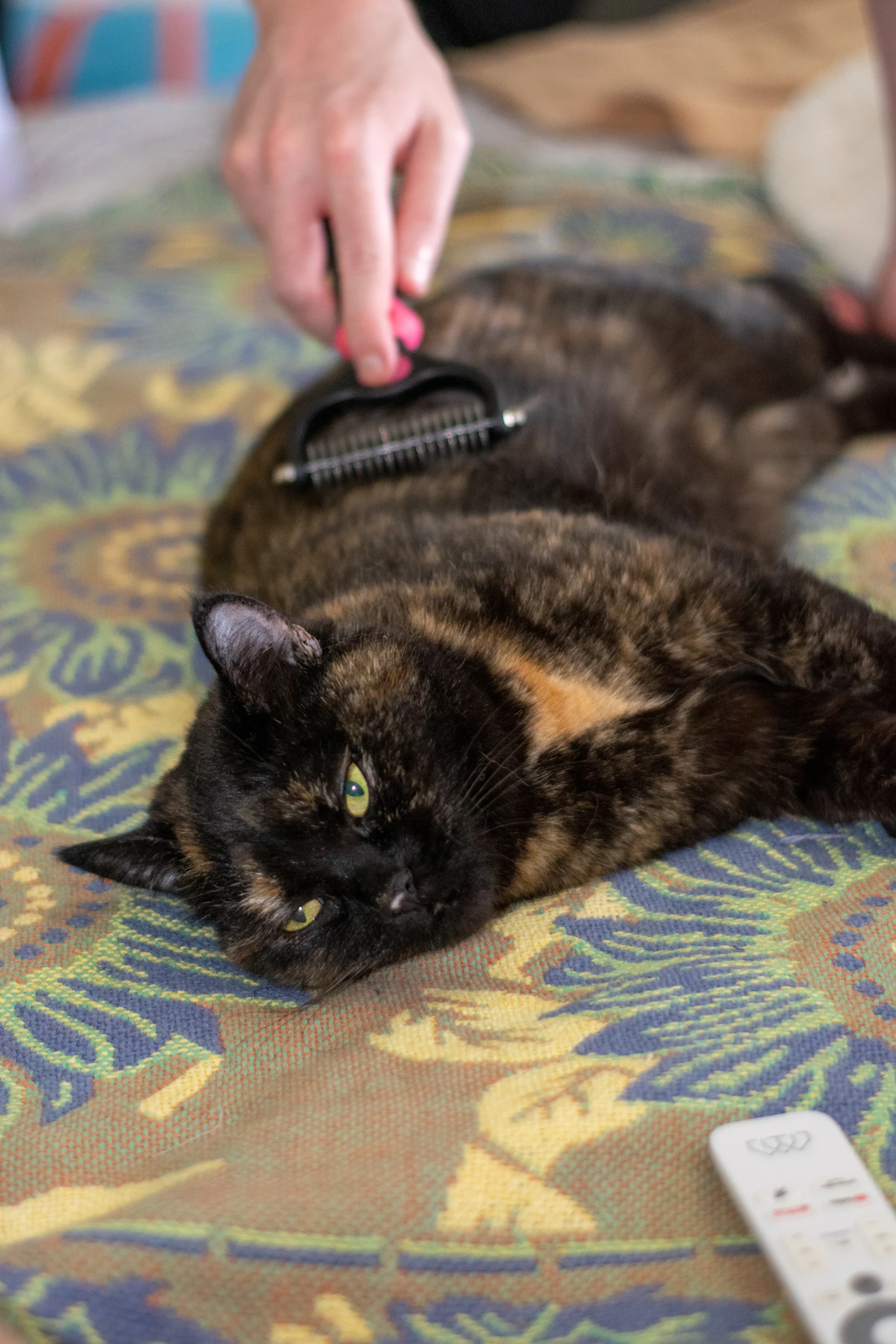 Cat being brushed at the Lime Lab Zone studio
