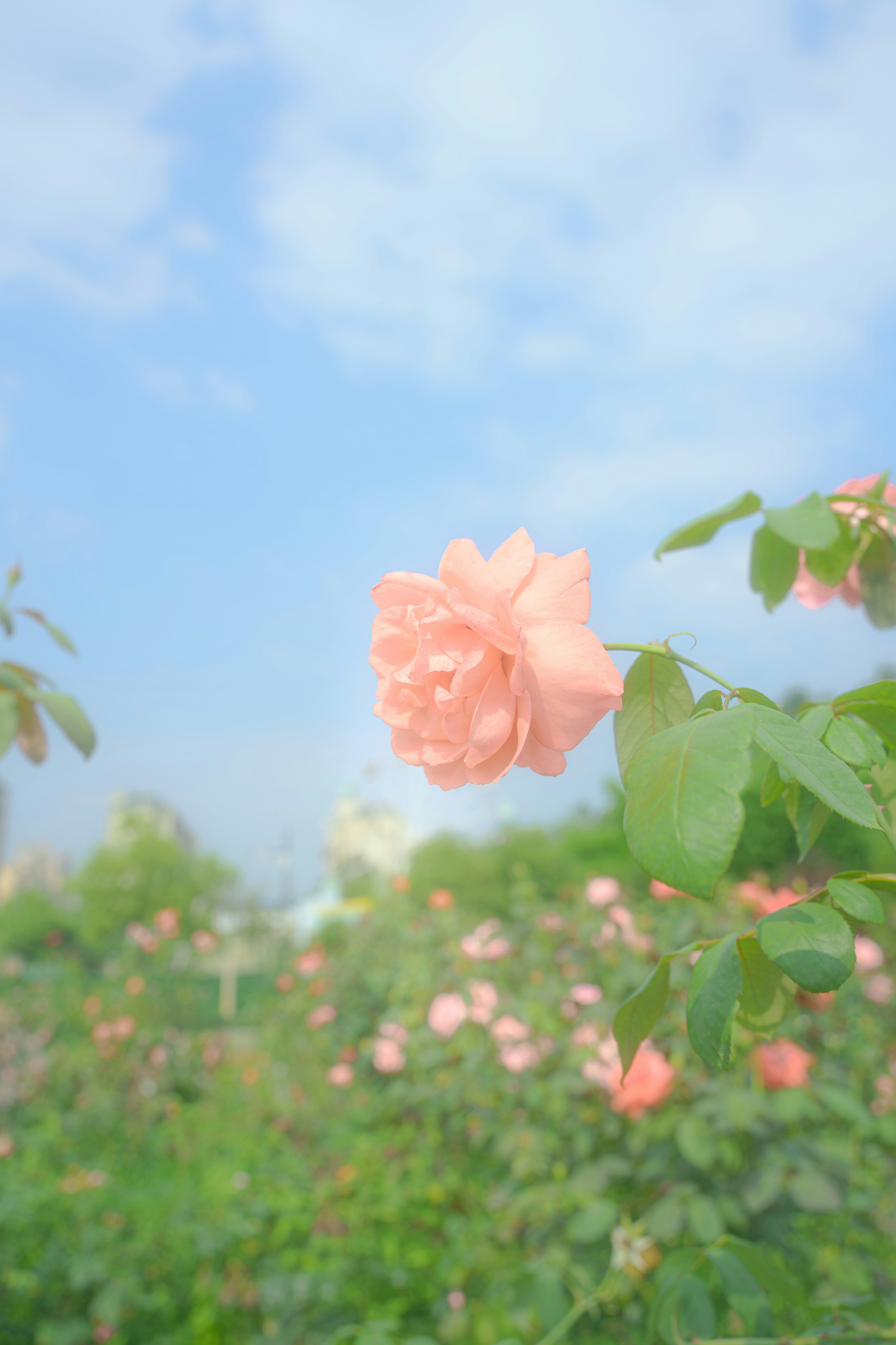 Pink rose blooming in a garden under a blue sky