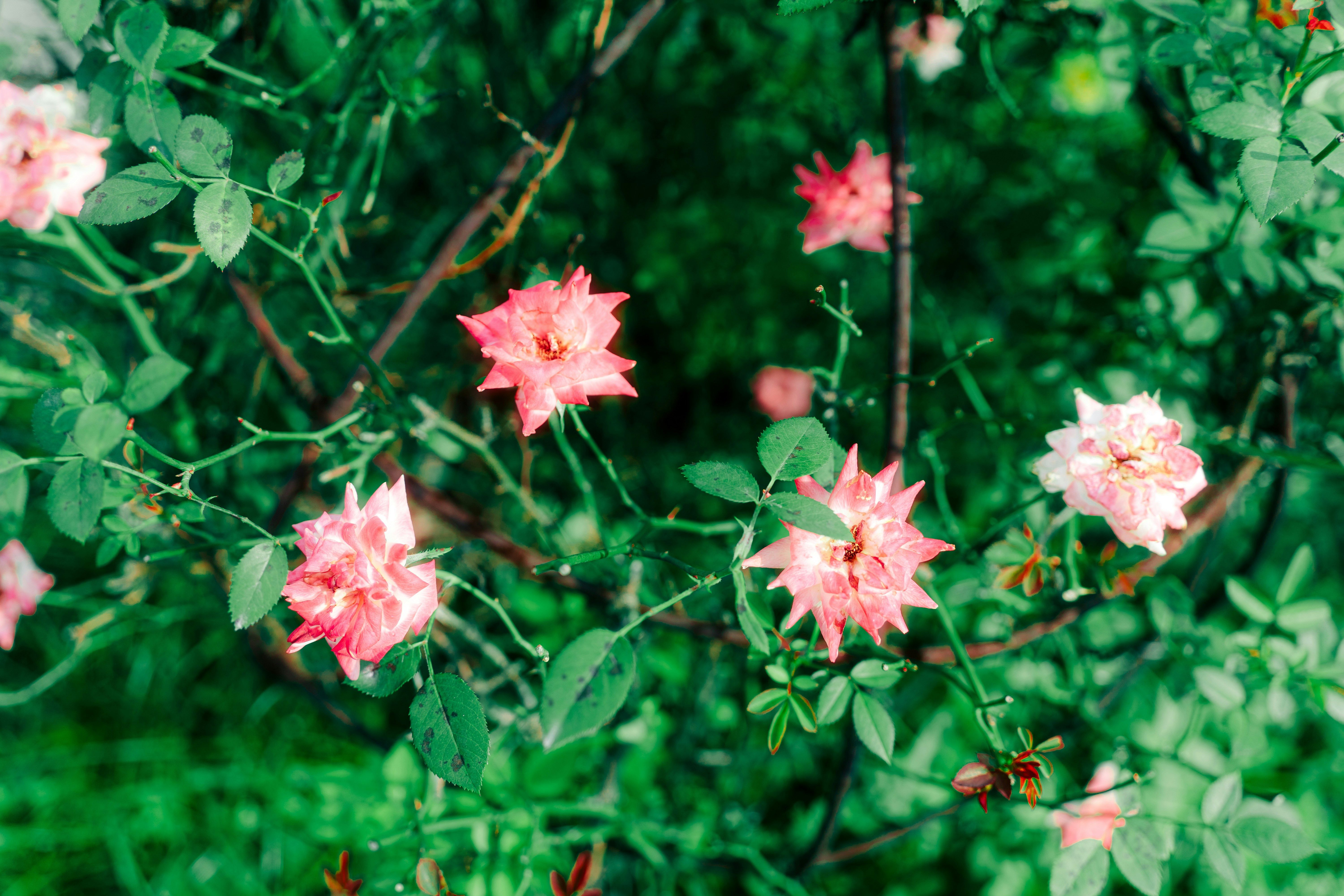 Photo by xiexianghua