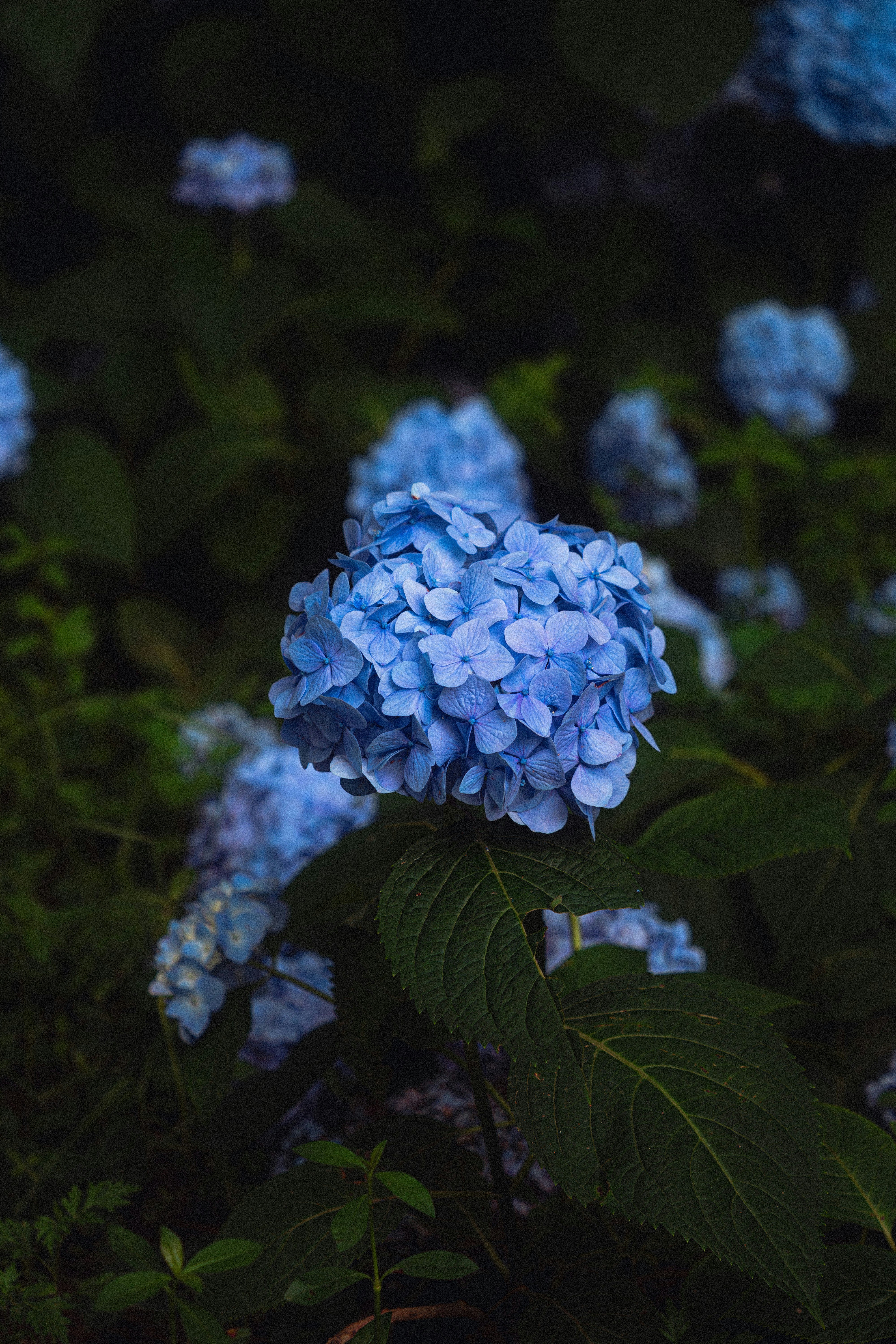 Photo by xiexianghua