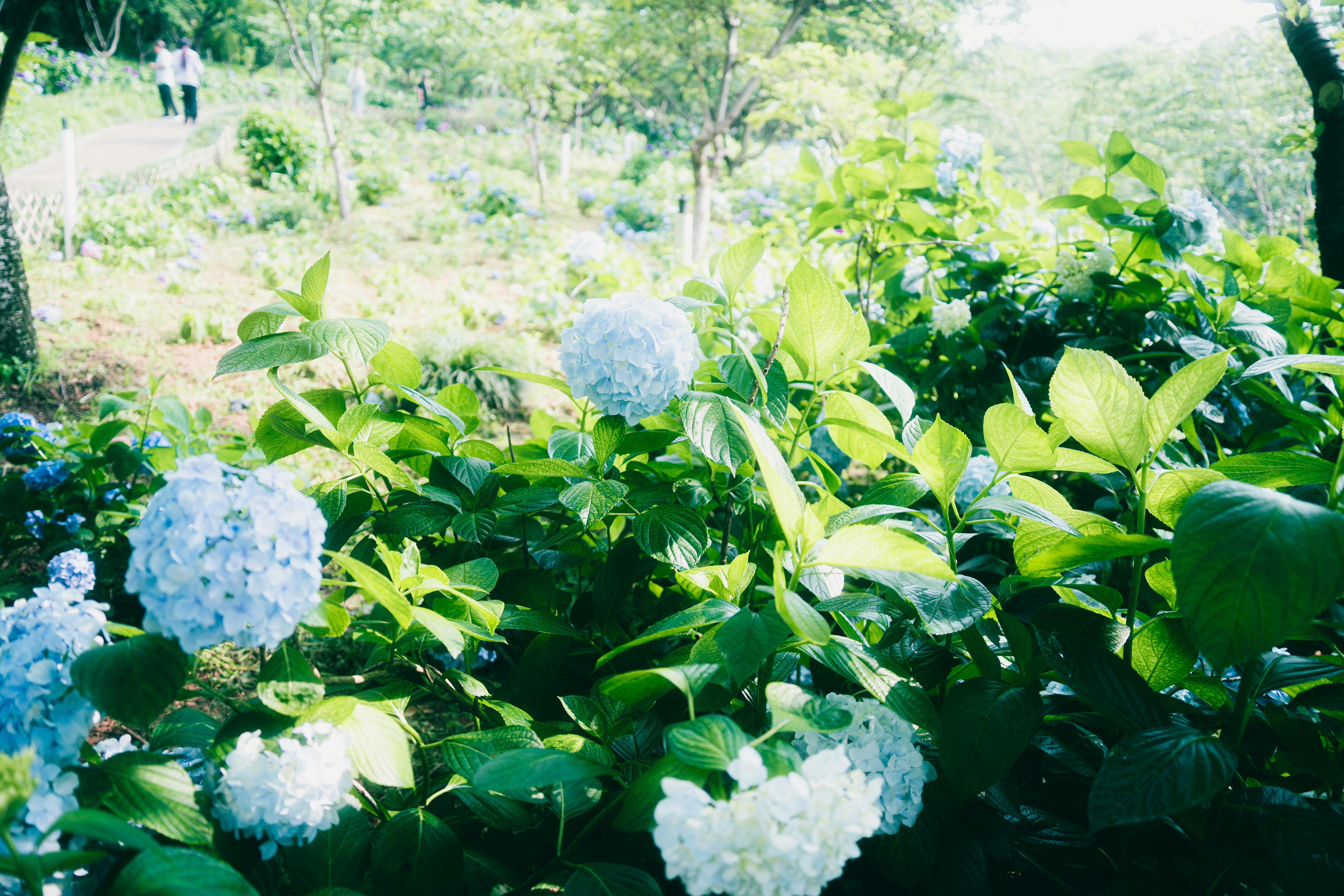 Light blue hydrangeas bloom in a lush green garden