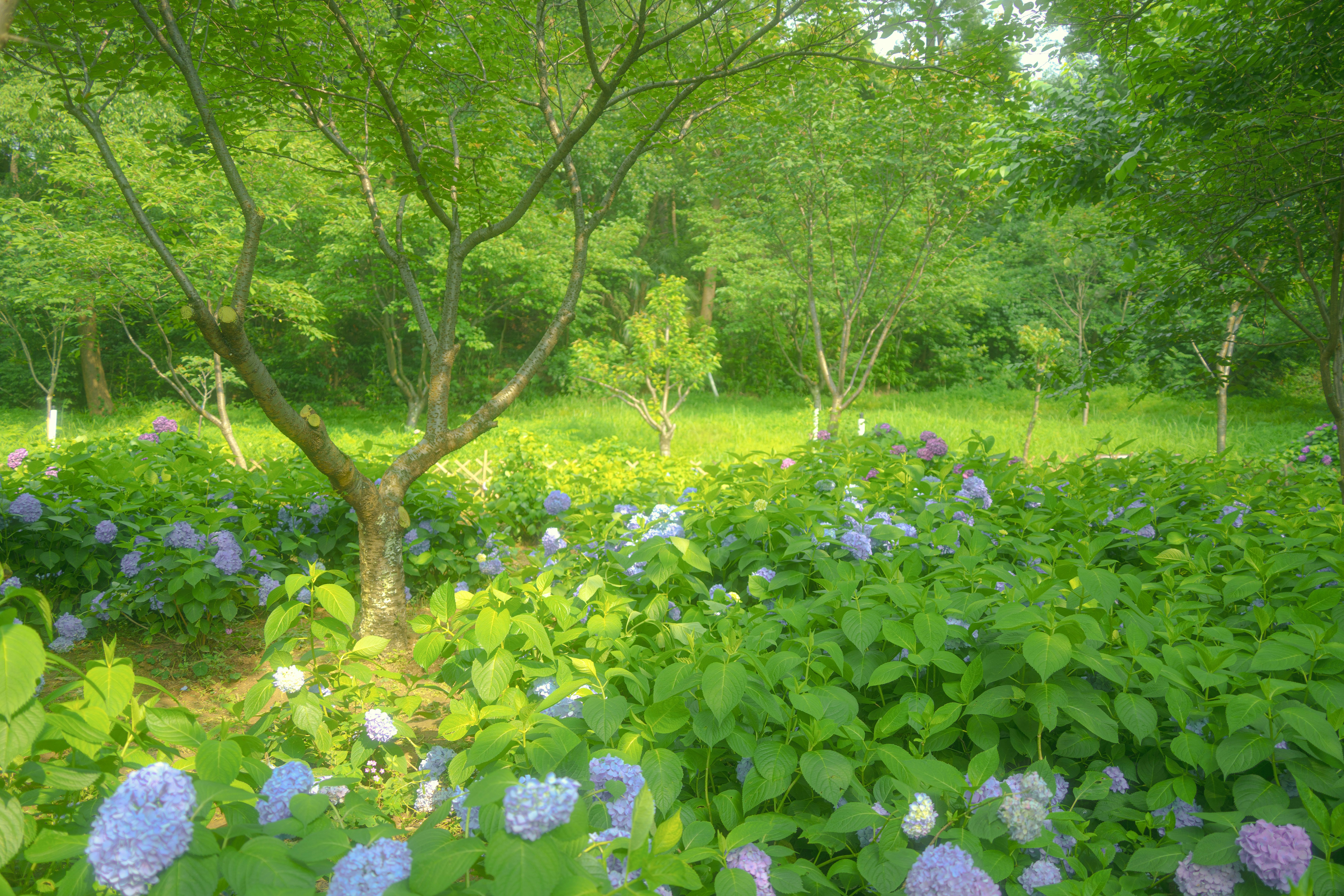 Lush green garden with purple and blue hydrangea flowers