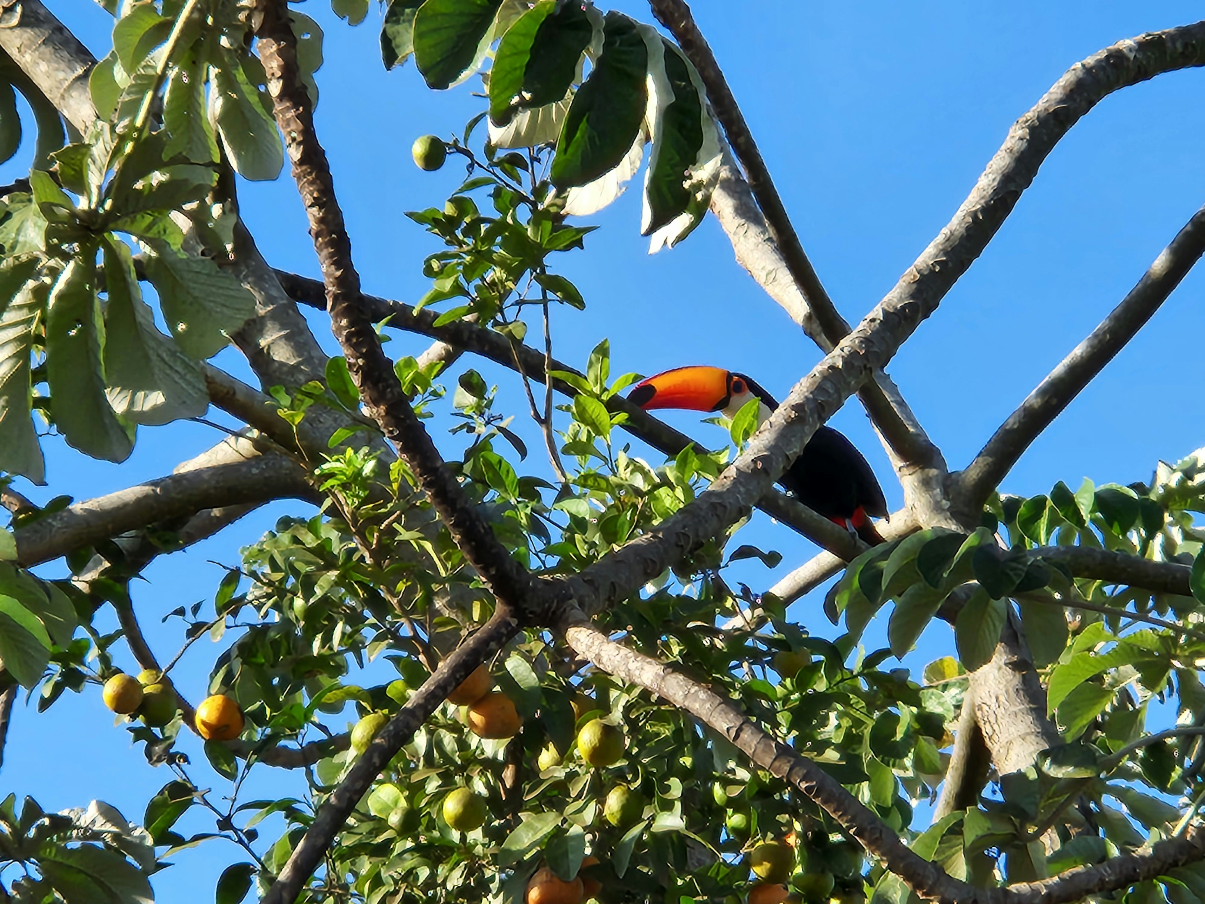 Un toucan perché dans un arbre mangeant des fruits mûrs.