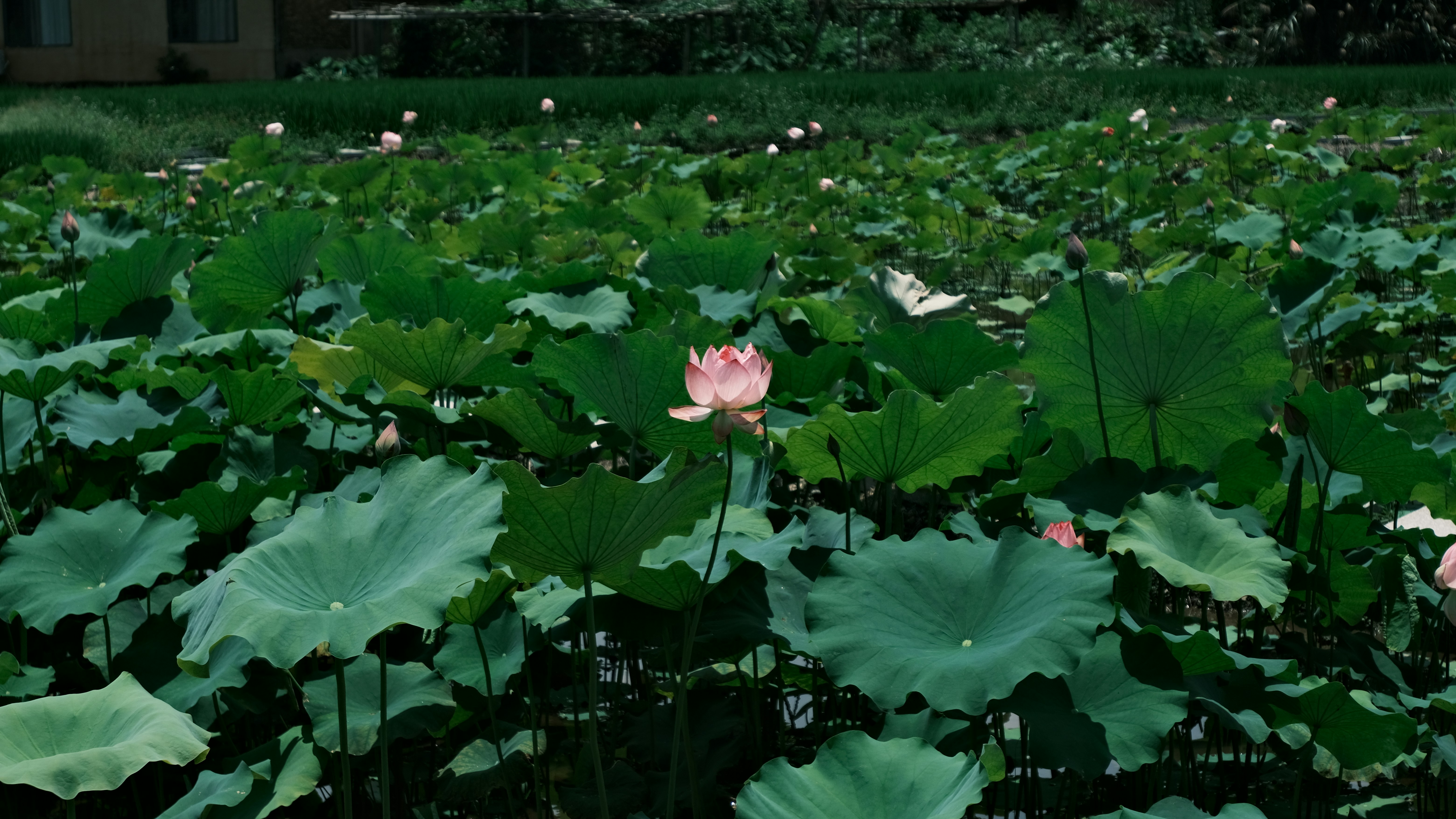 A pond full of green lotus leaves and pink flowers.