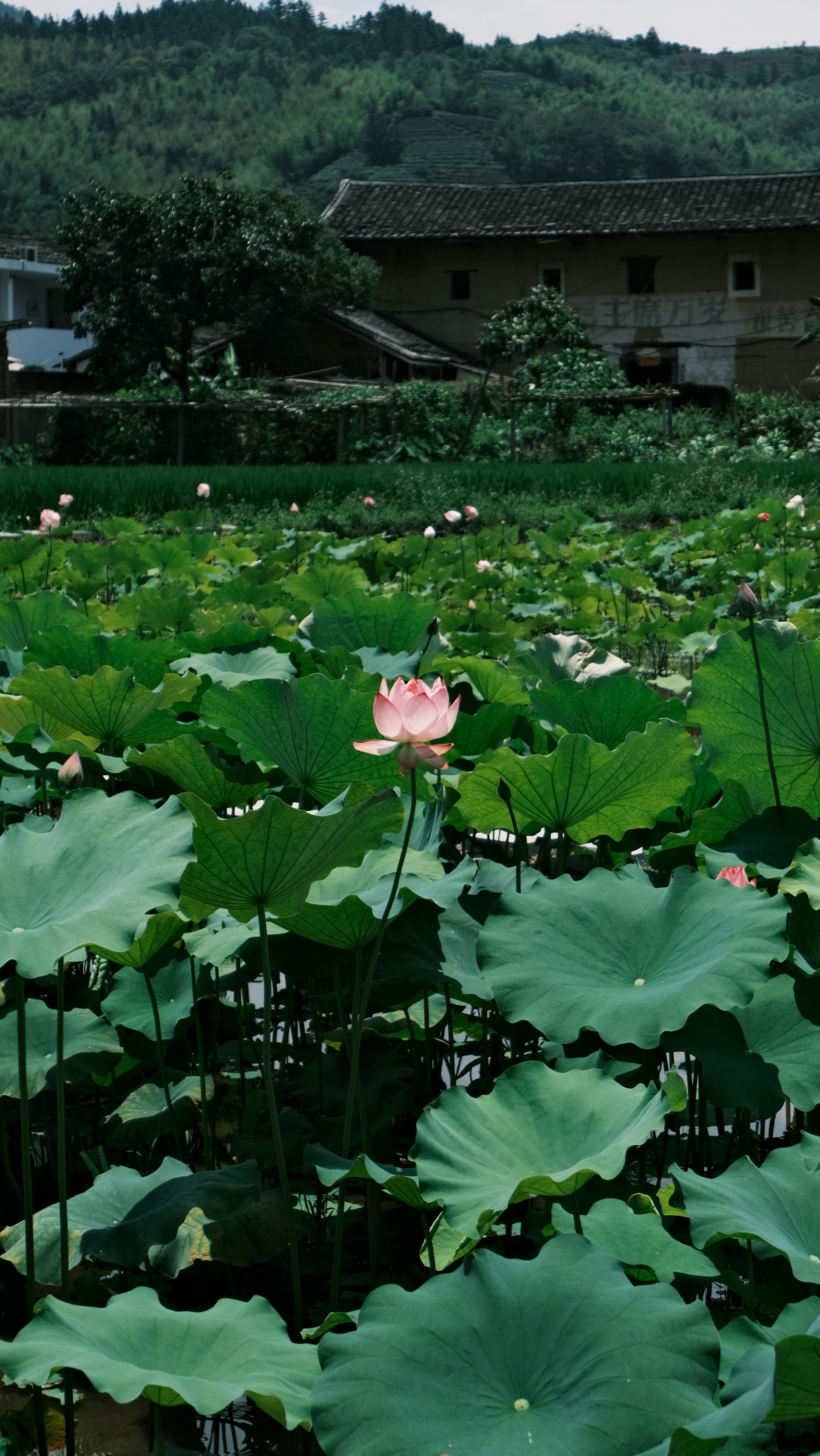 Pink lotus flower with green leaves and a traditional building.
