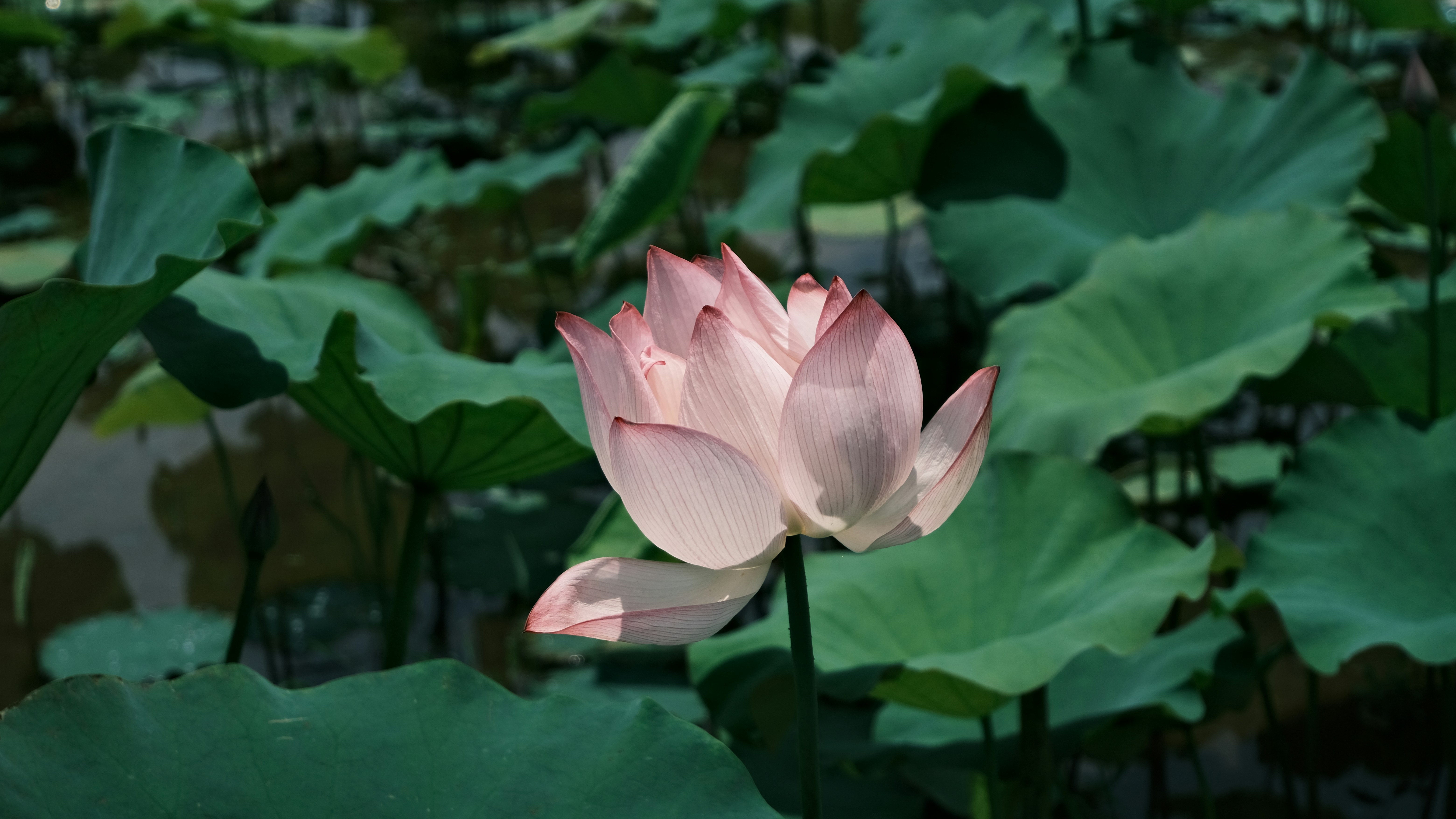 A beautiful pink lotus flower surrounded by green lily pads.