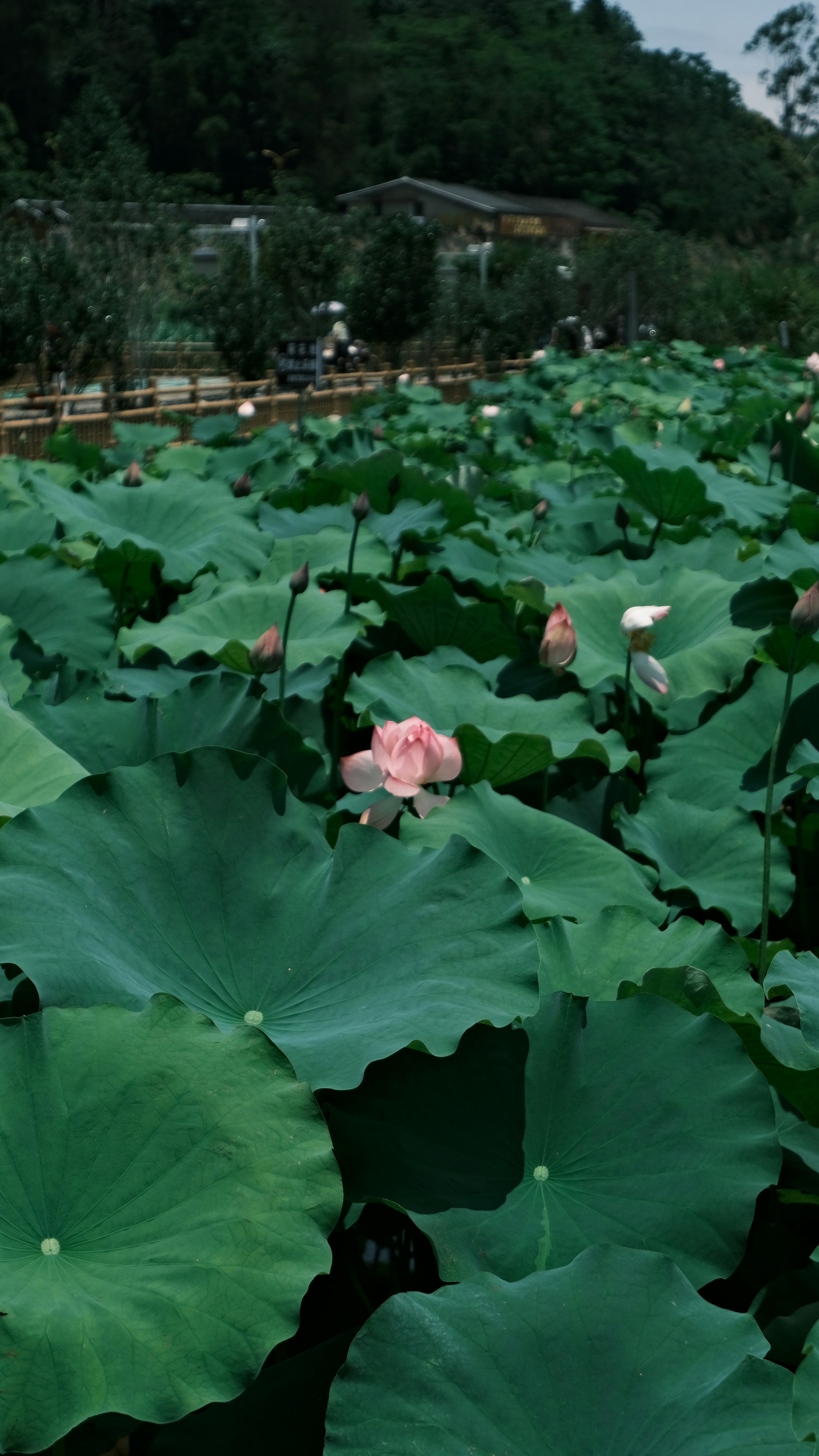 A pond brimming with green lotus leaves and pink blossoms.