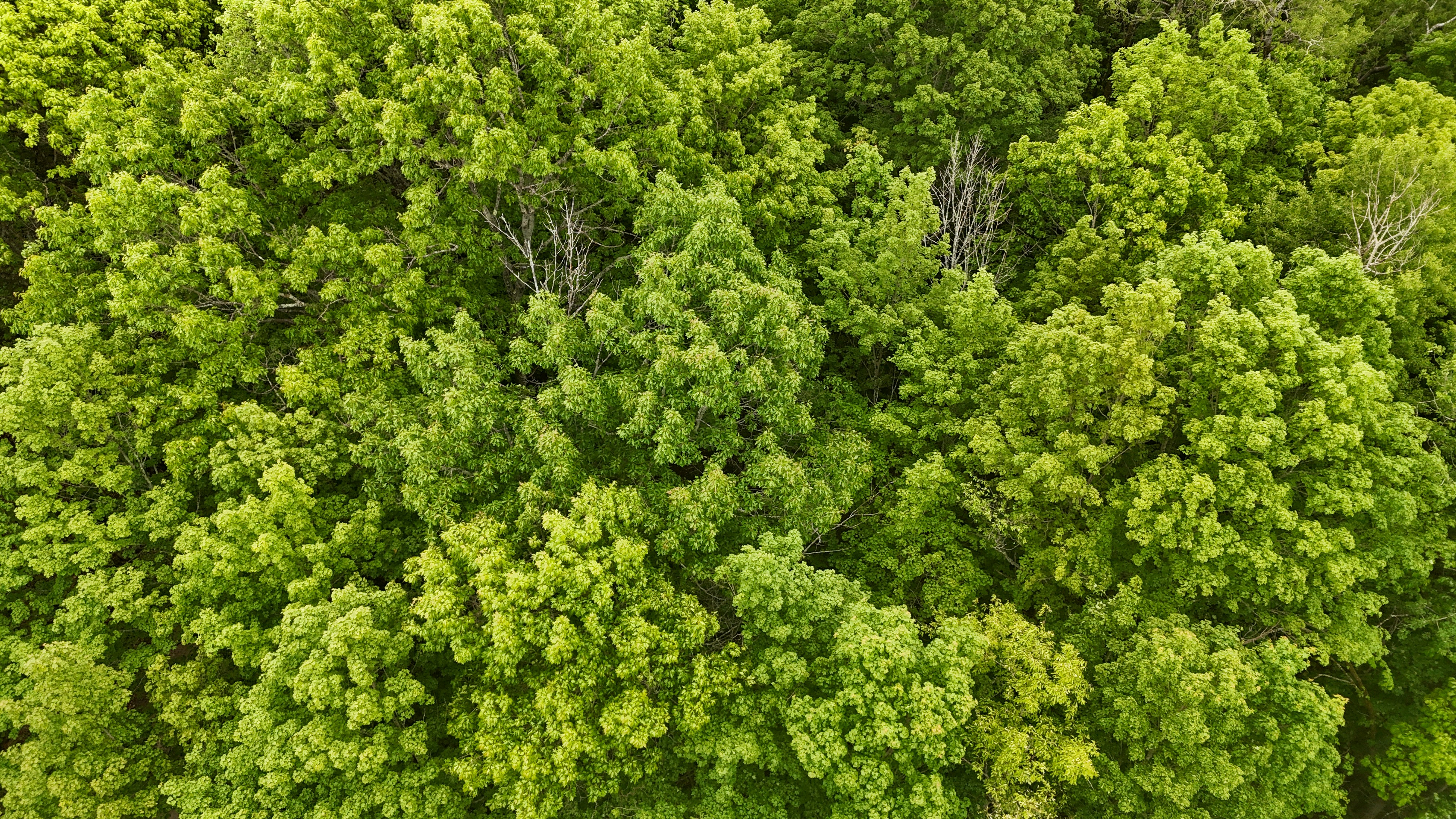 Mozambique makes its debut at a global timber forum