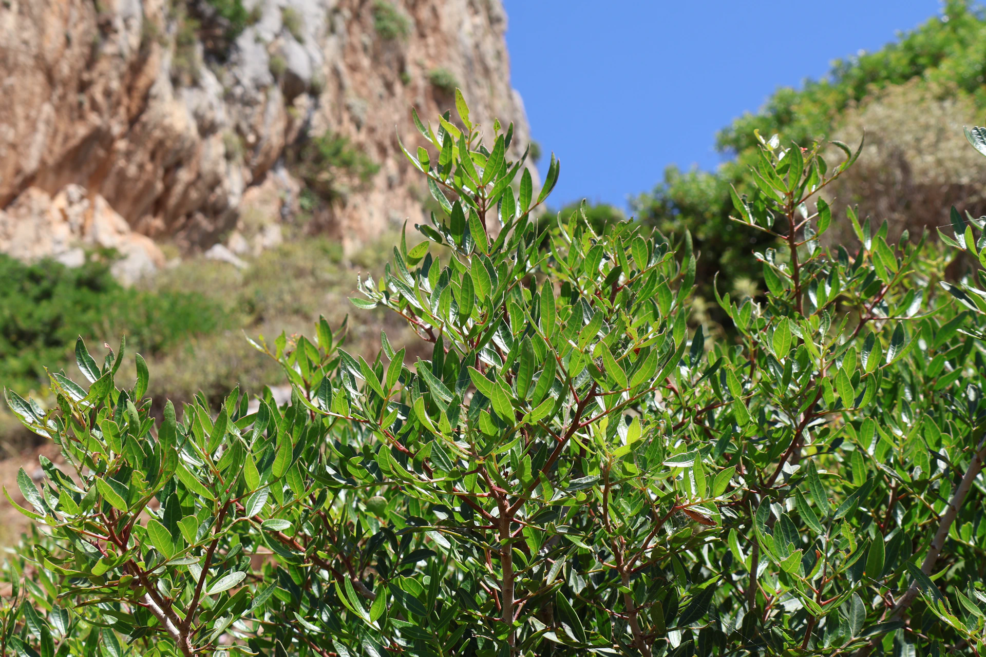 Green foliage with a rocky cliff and blue sky.