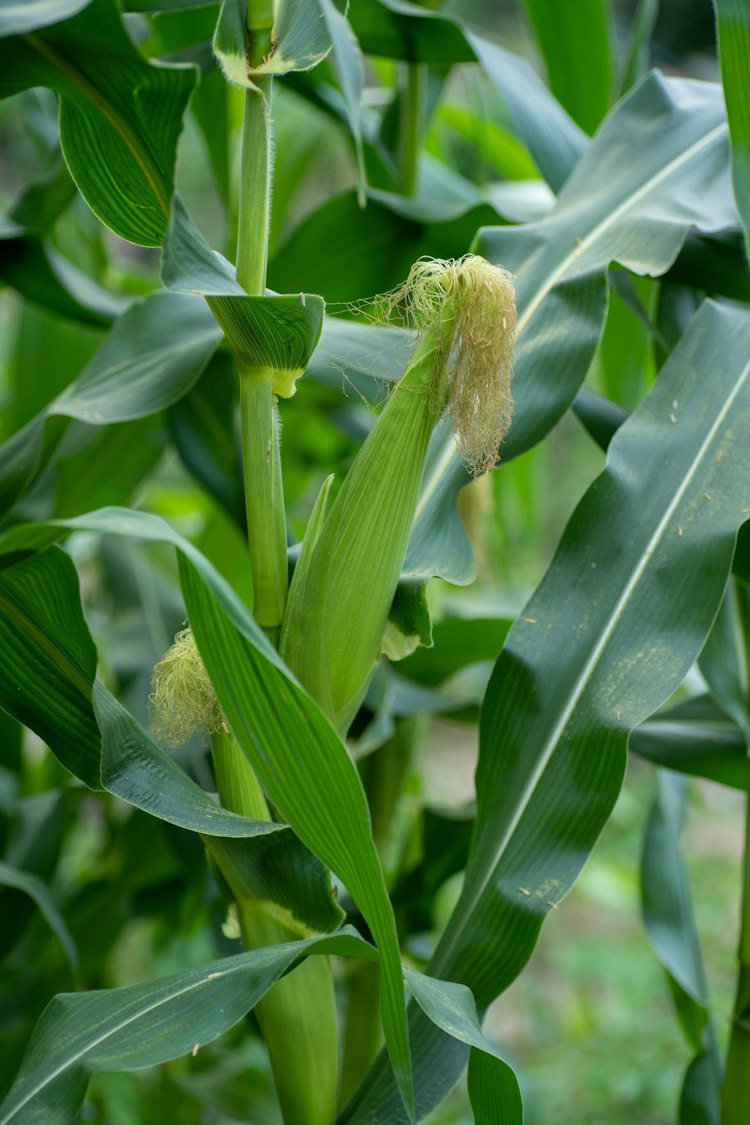 Corn