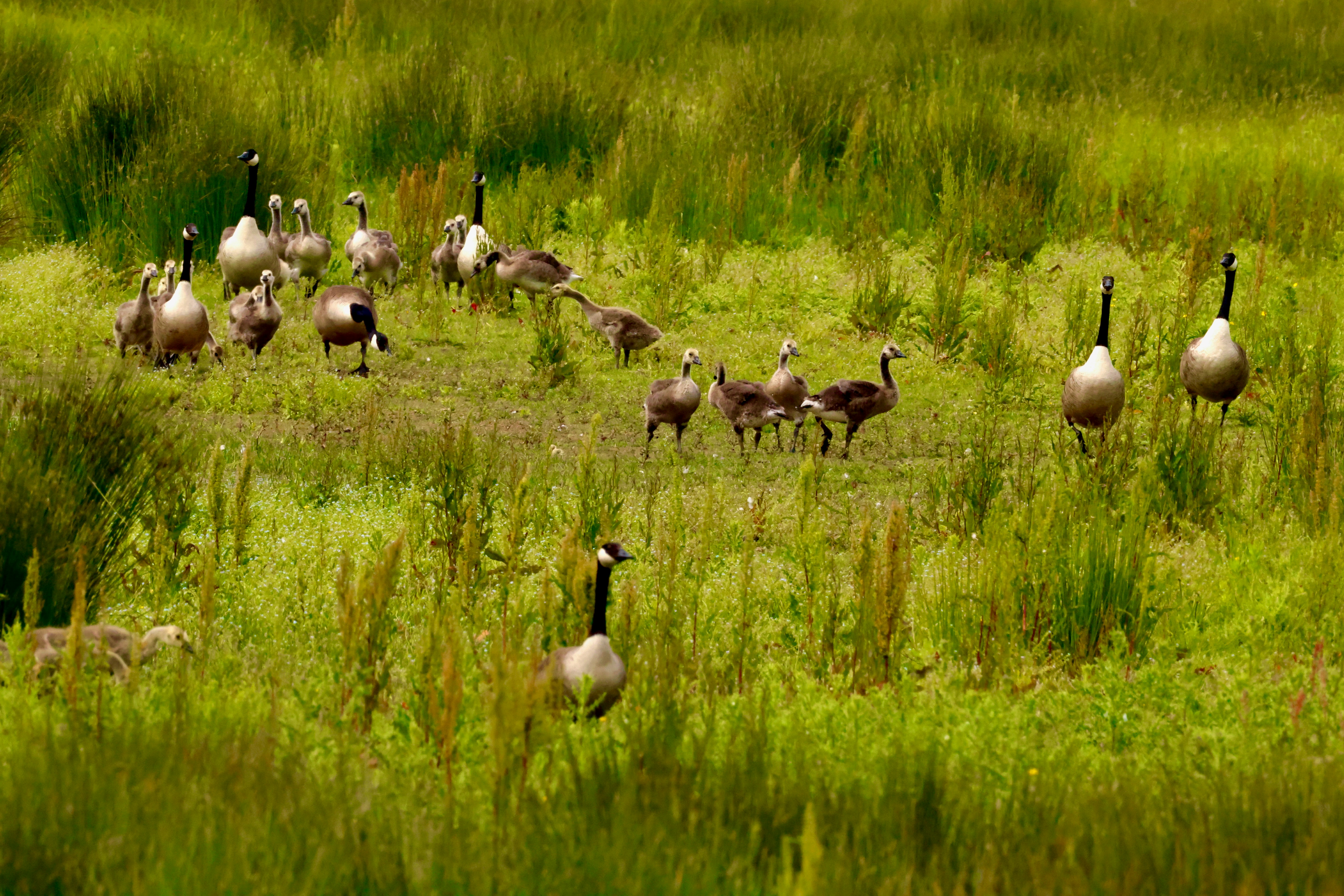 Geese and goslings gather in a lush green grassy field.