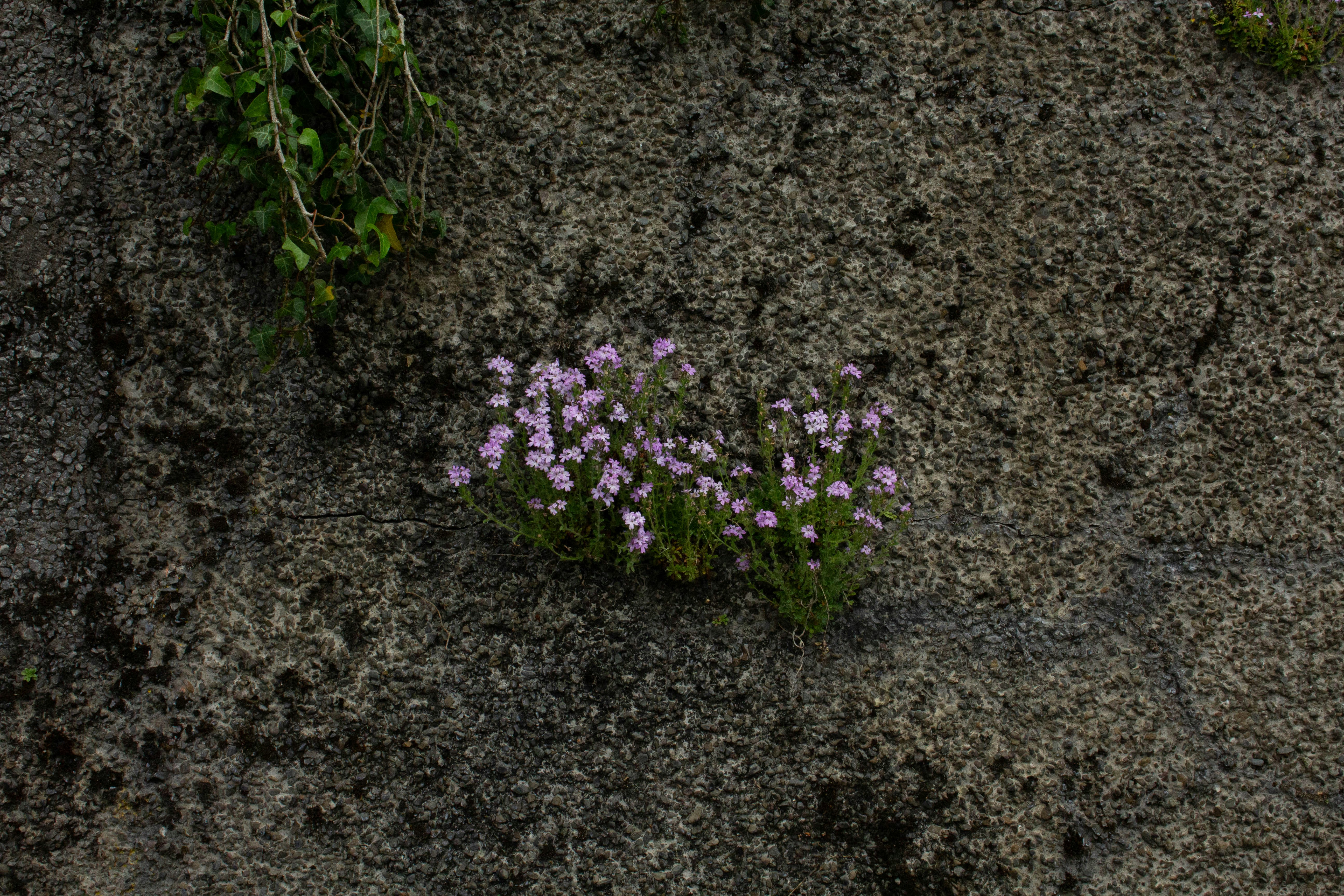 Photo by bloominghyacinth