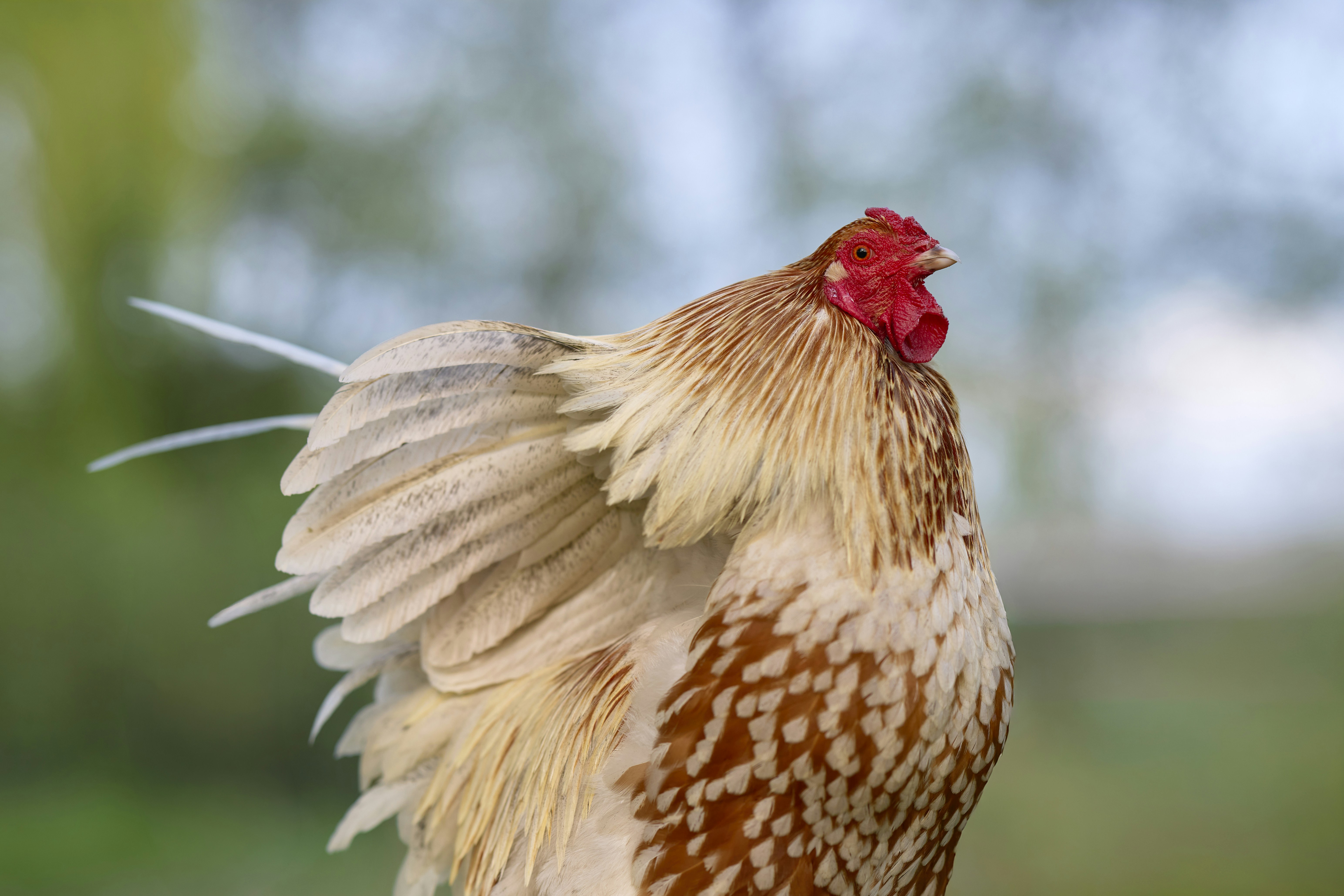 Un gallo maestoso con piume di coda a ventaglio.