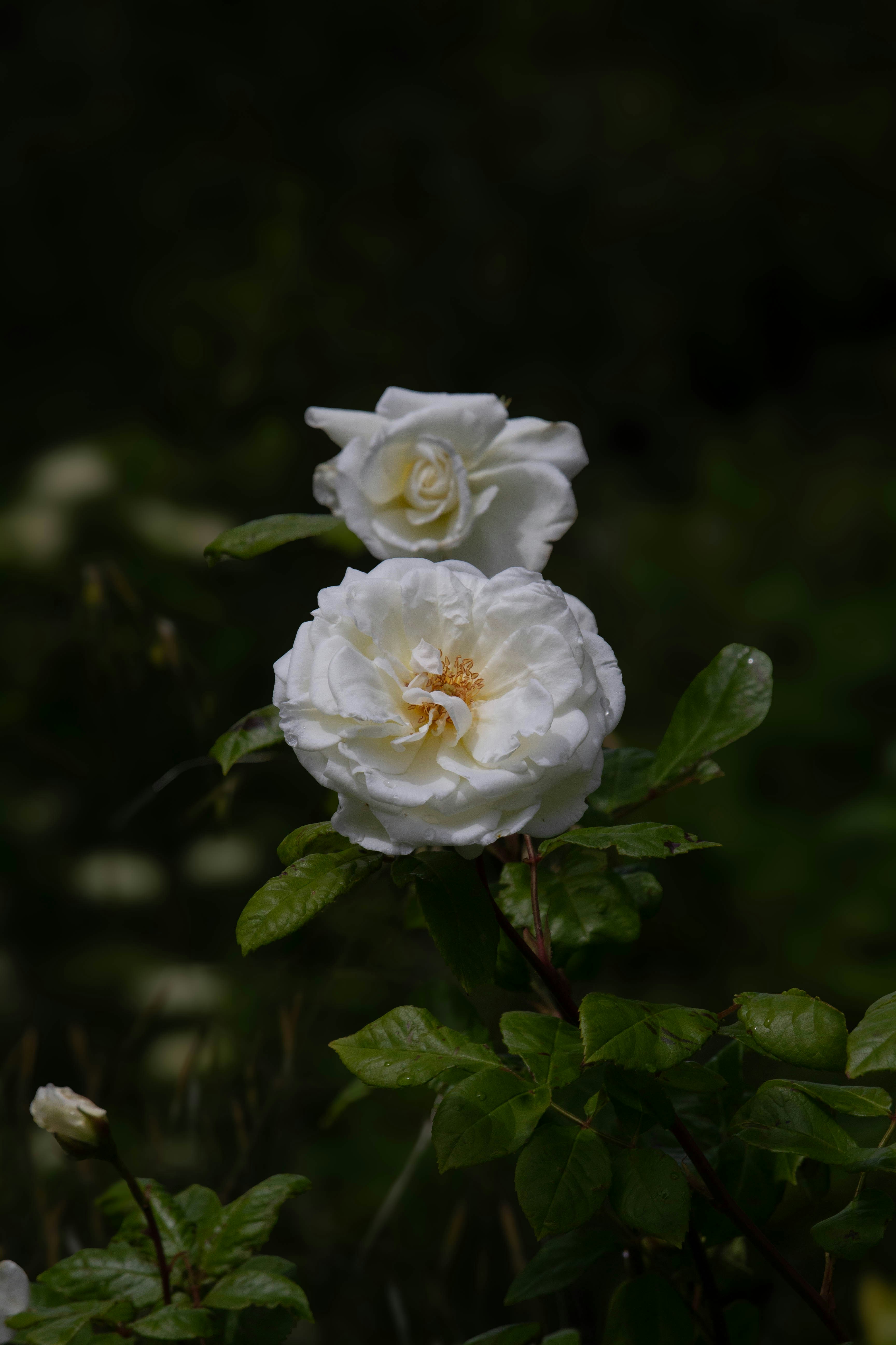 Photo by bloominghyacinth