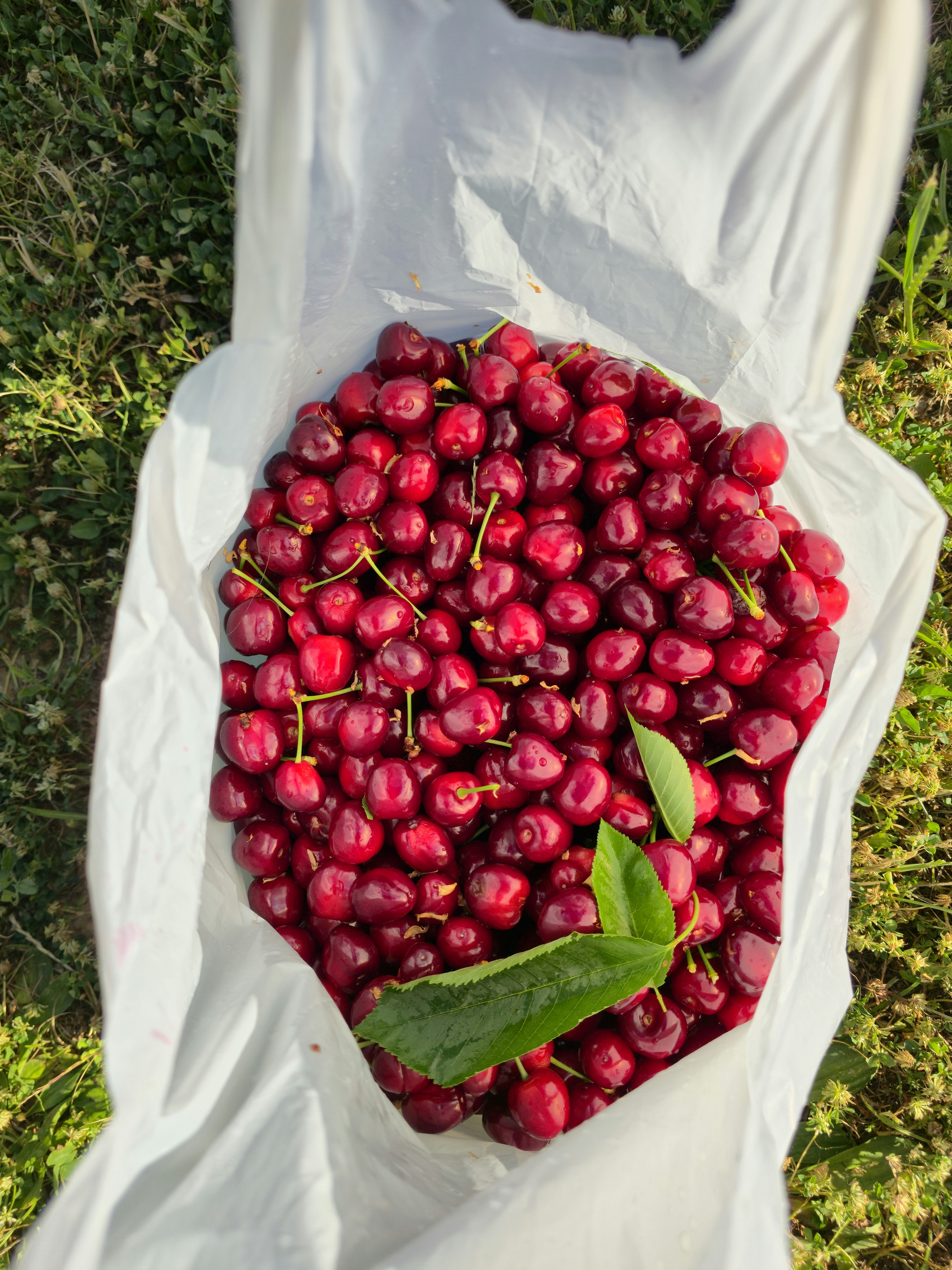 Freshly picked red cherries in a white plastic bag.