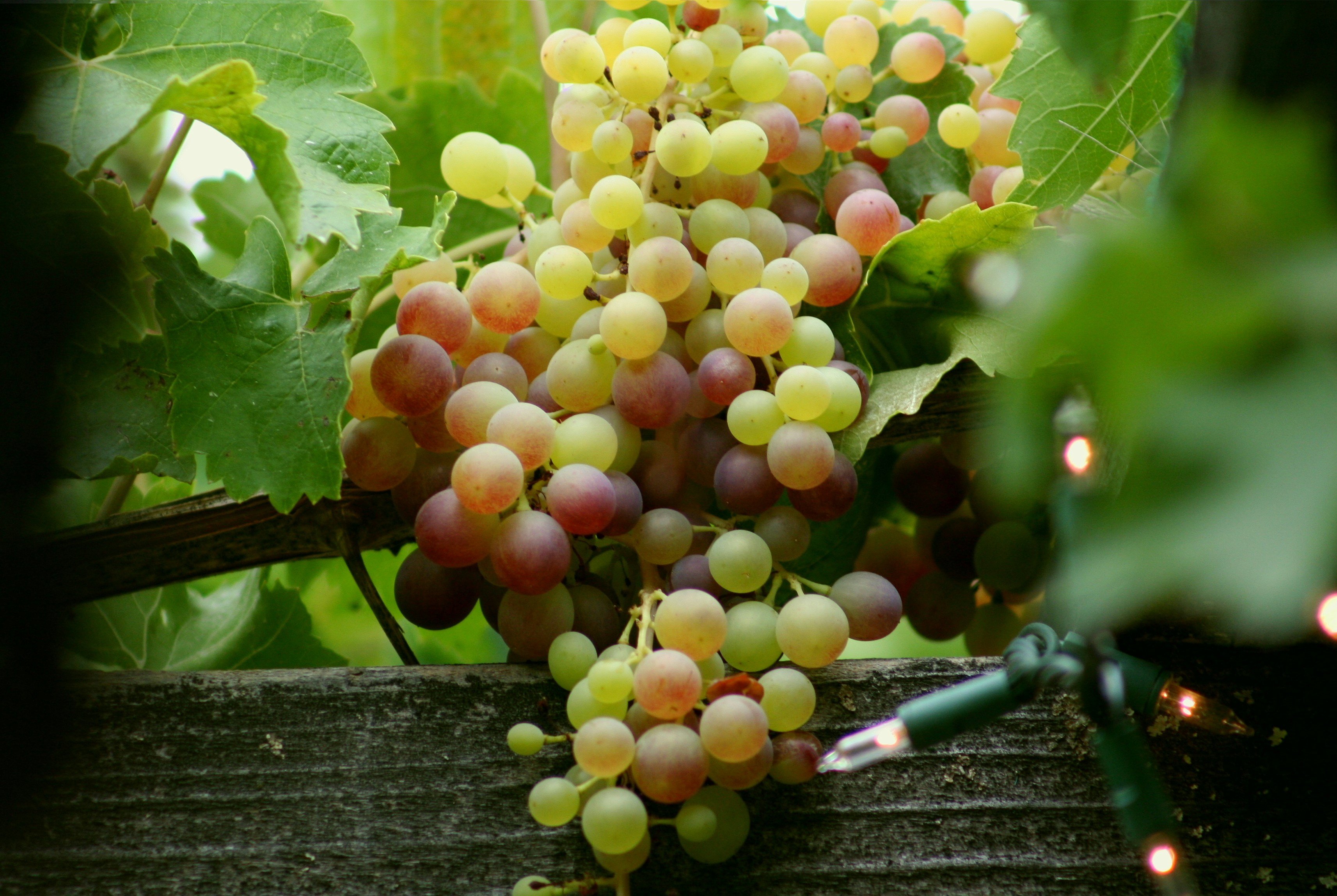Colorful grapes hanging on a vine with festive string lights.