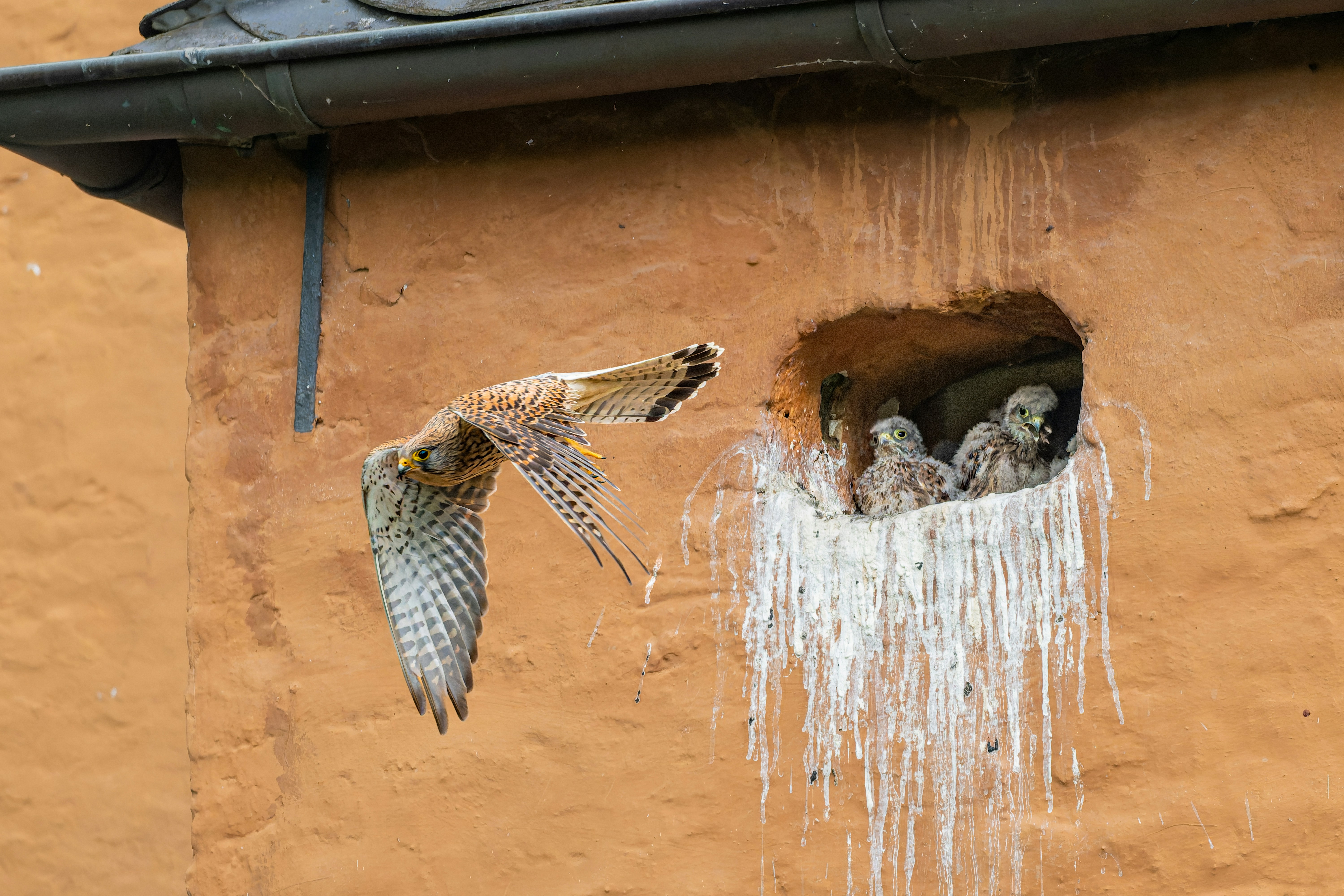 Kestrel dewasa terbang untuk bersarang dengan tiga anak ayam.
