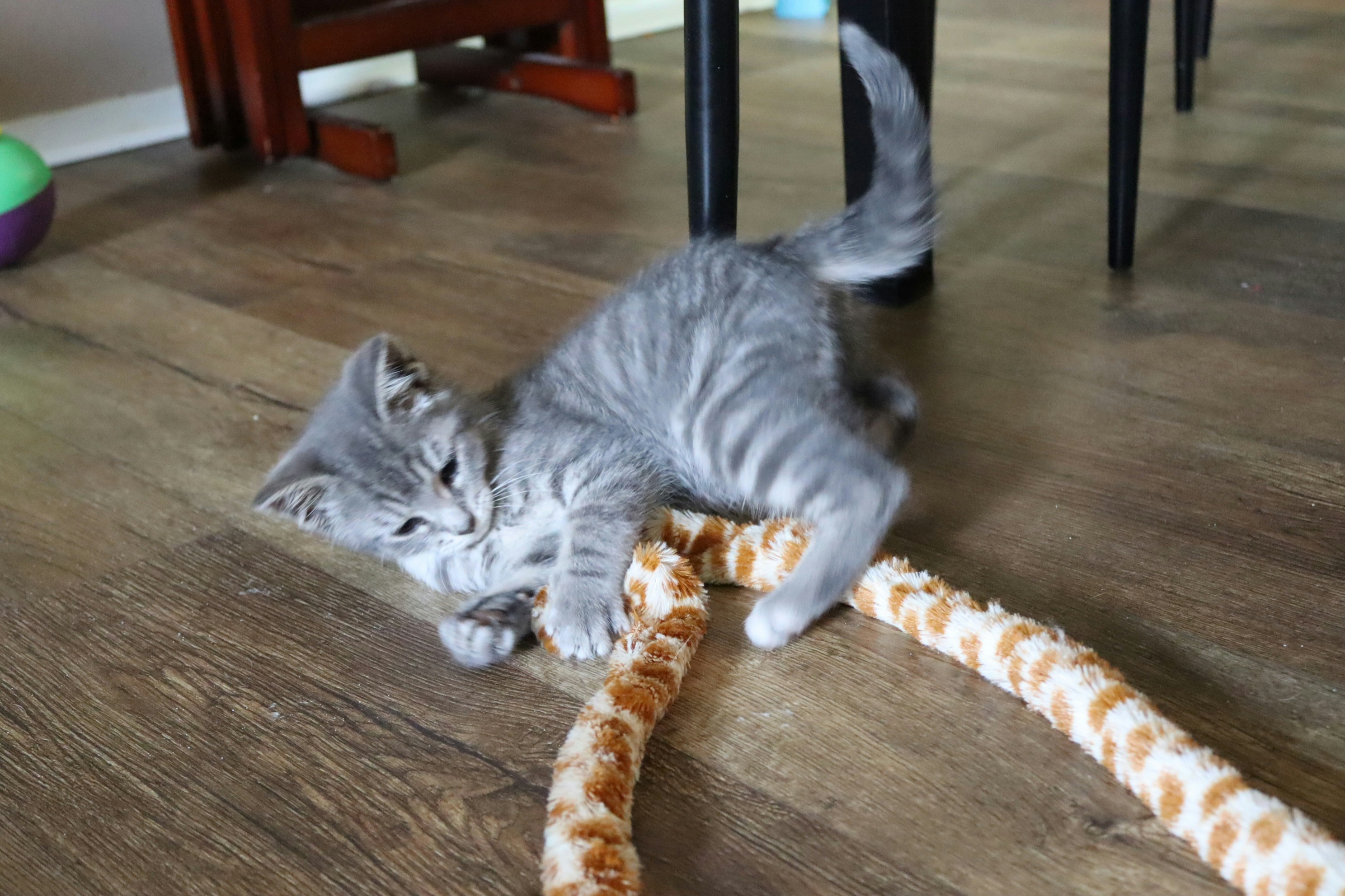 Kitten playing with a spotted toy on wooden floor.