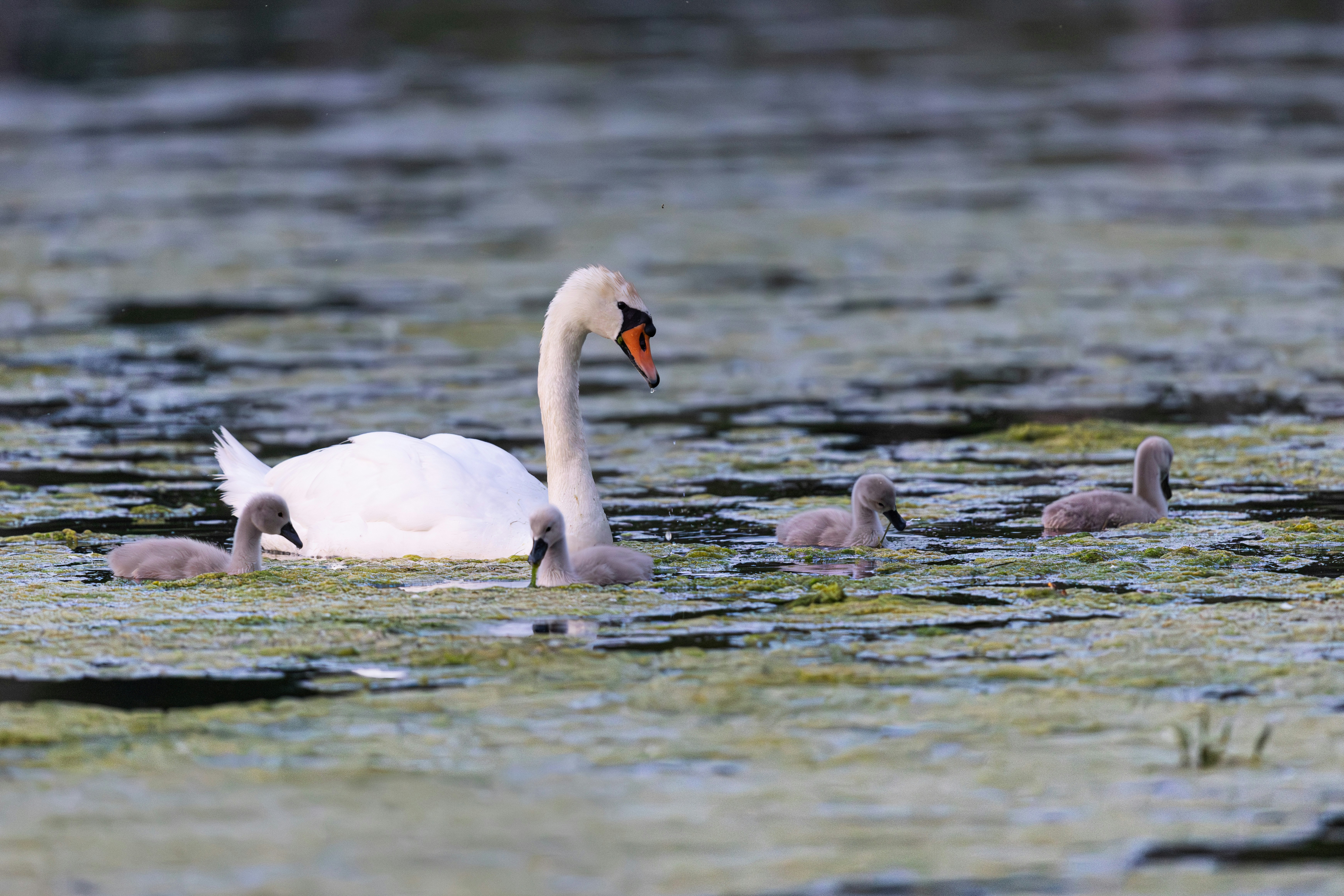 A swan and its cygnets swim in an algae-covered pond.