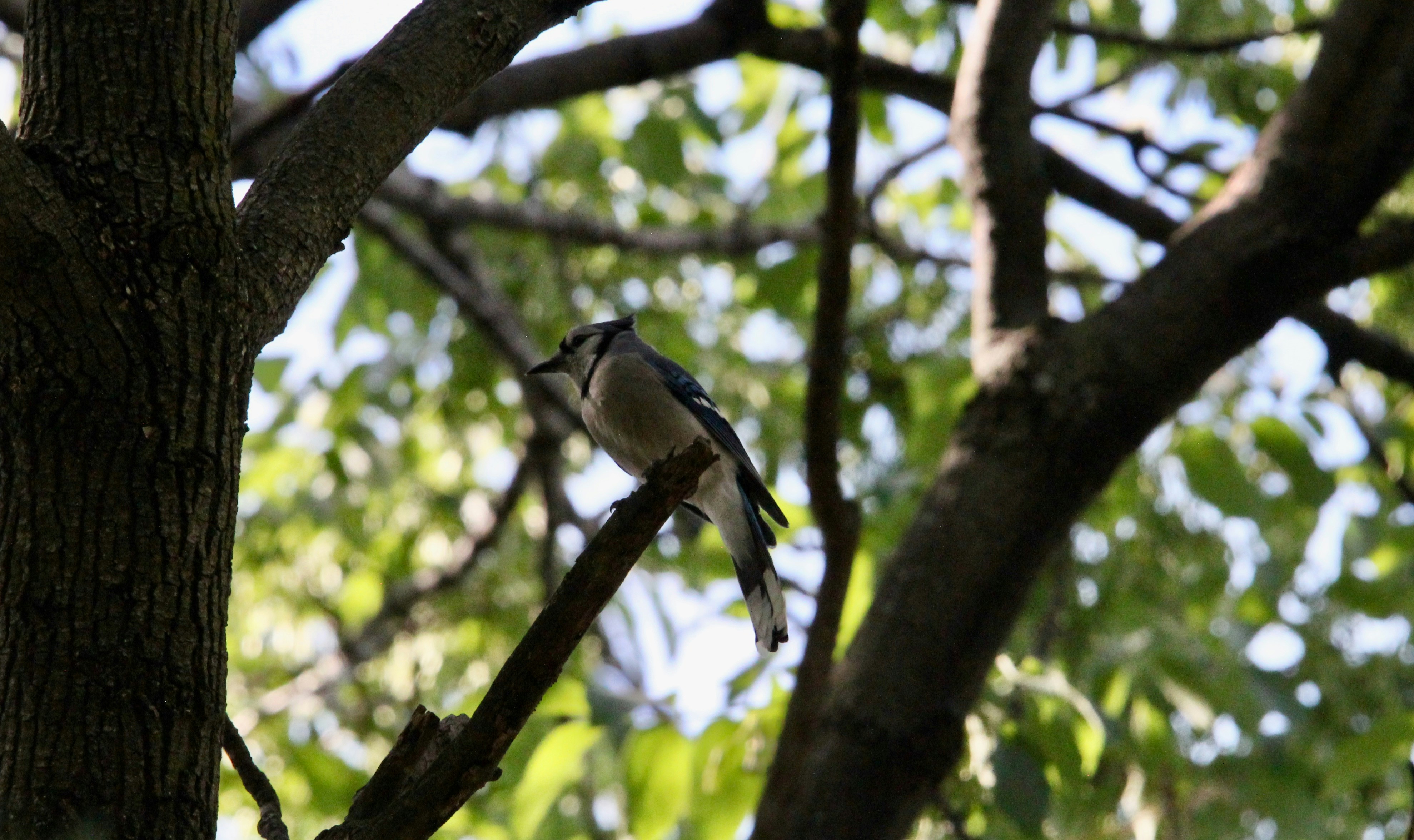 Photo by anishlk