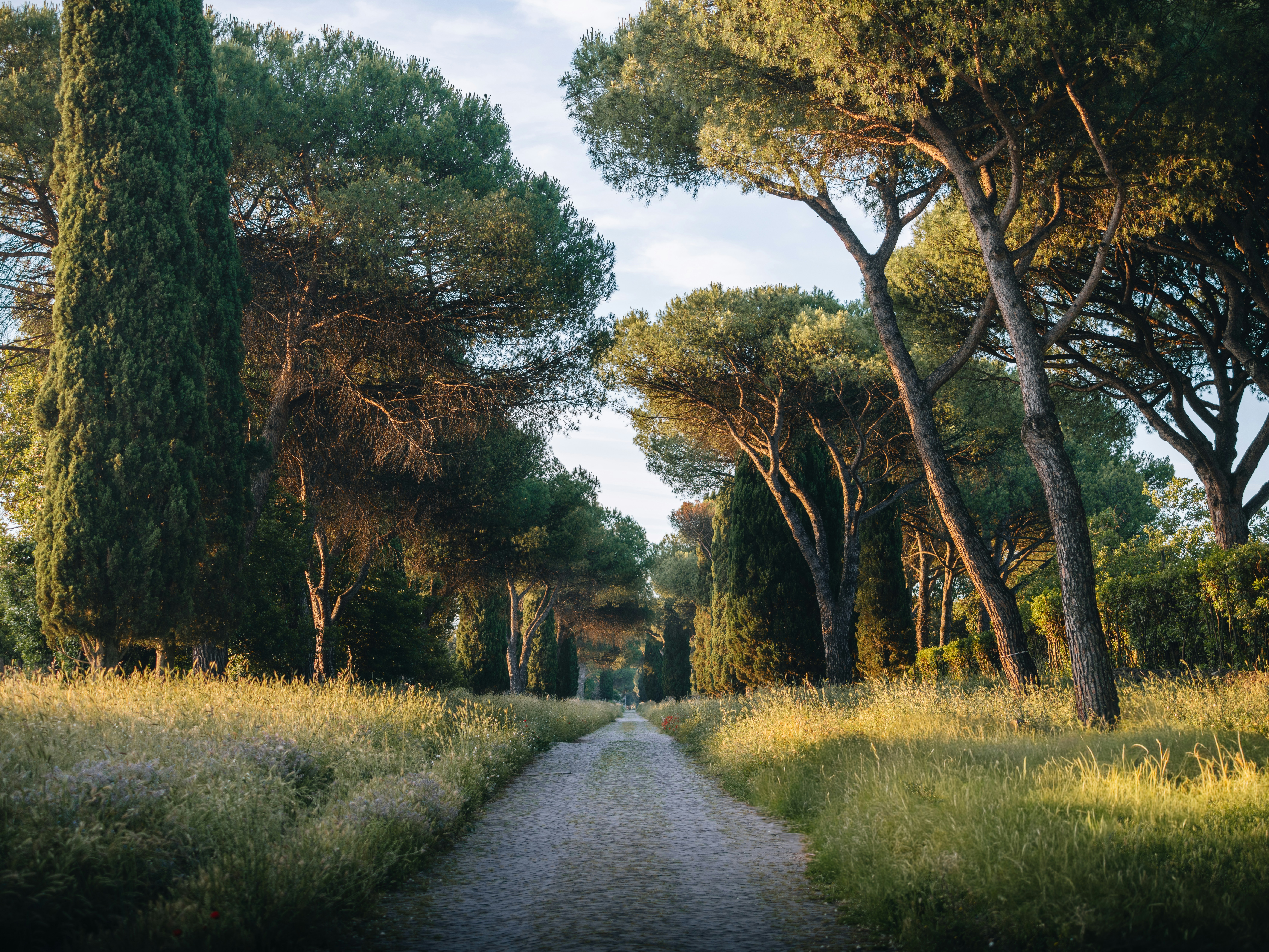 A dirt path winding through tall trees and golden grass.