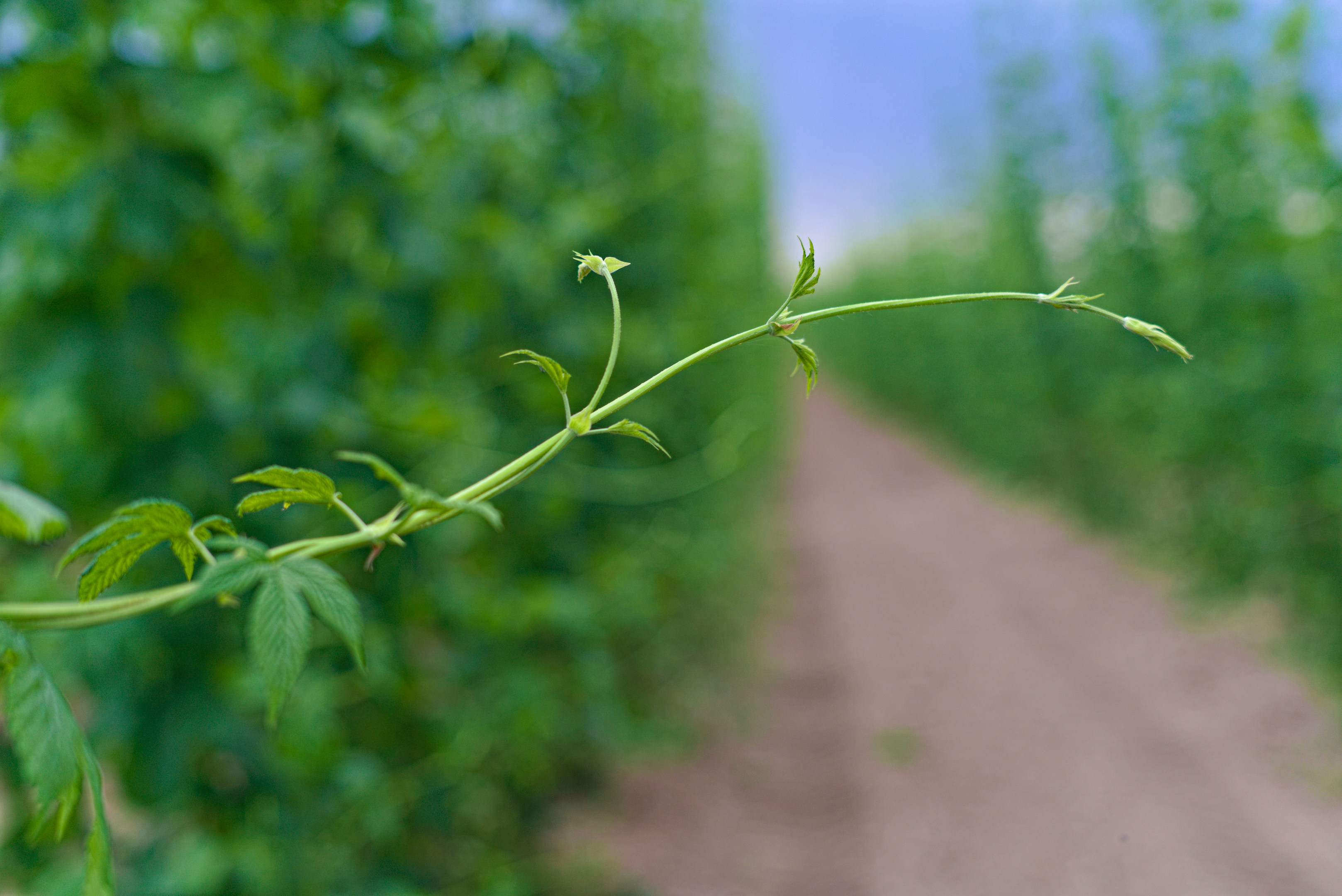 A green vine extends over a blurry dirt path.