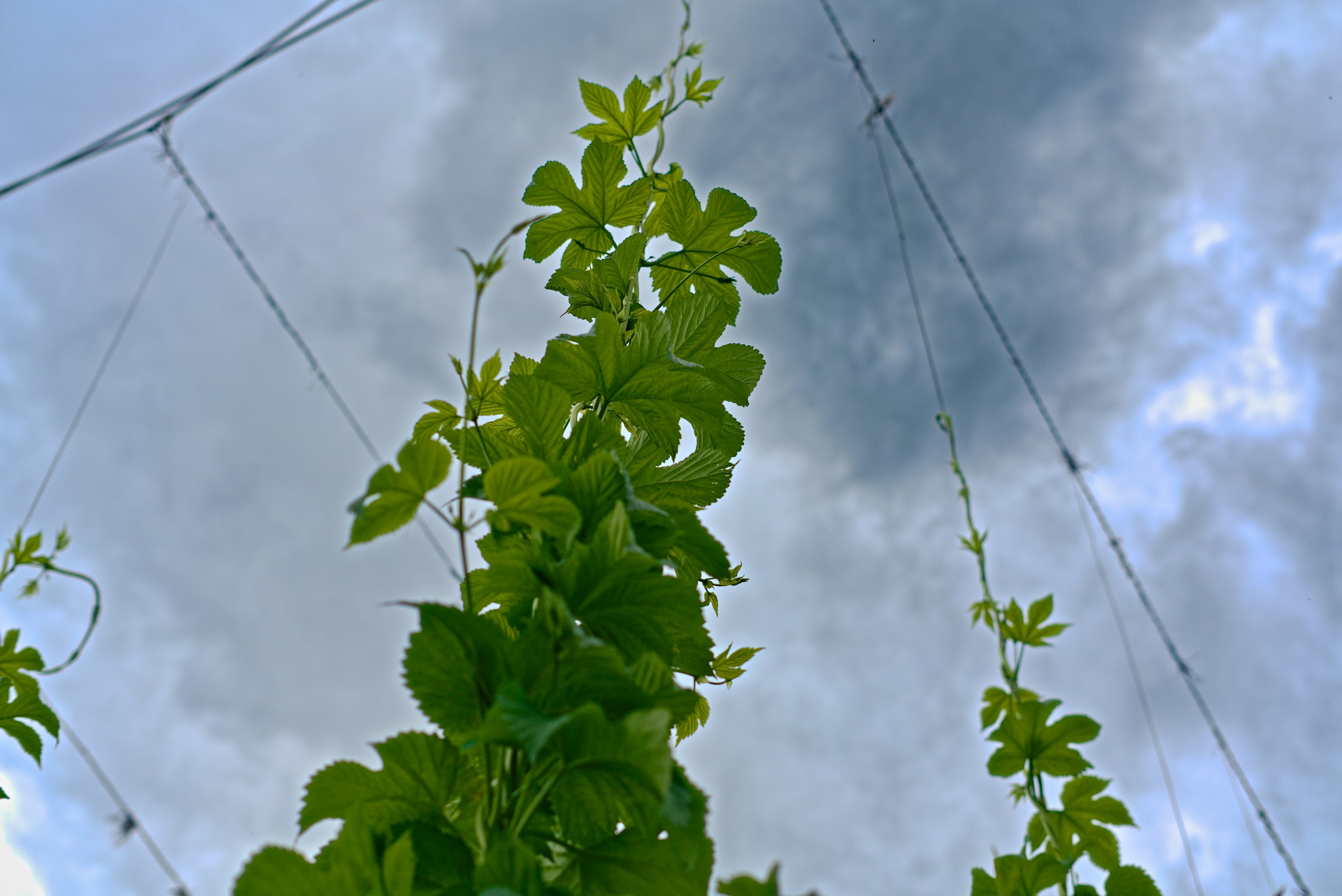 Green hop plants growing on wires against a cloudy sky.