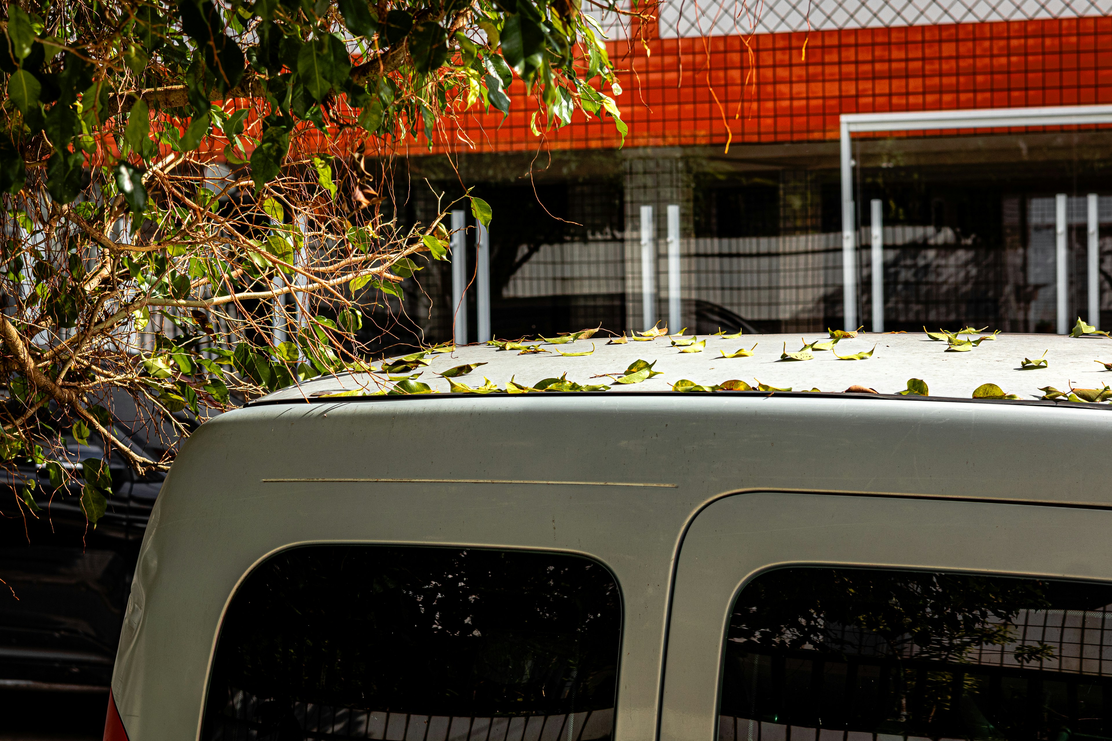 Green leaves scattered on a white van's roof.