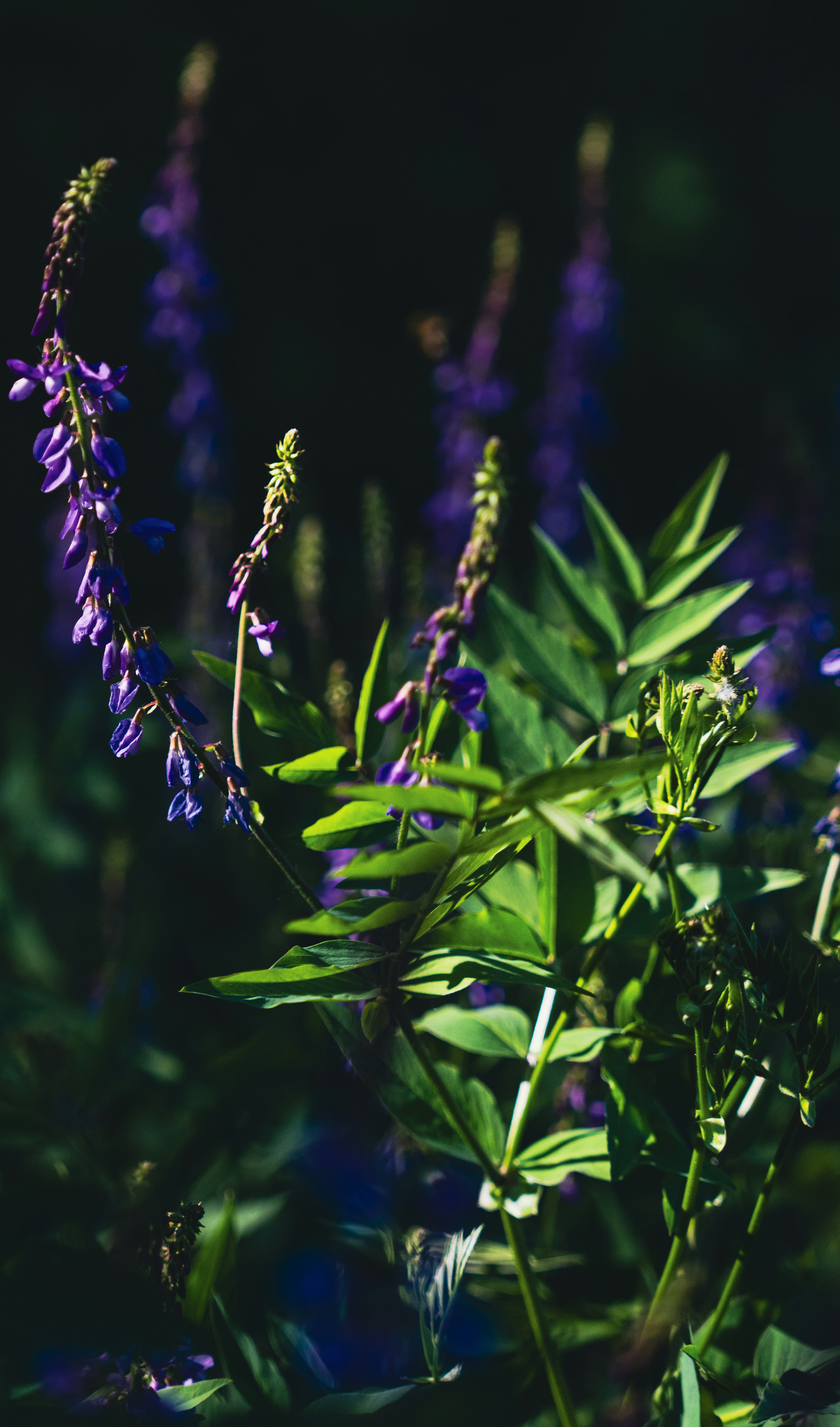 Photo by hellaren