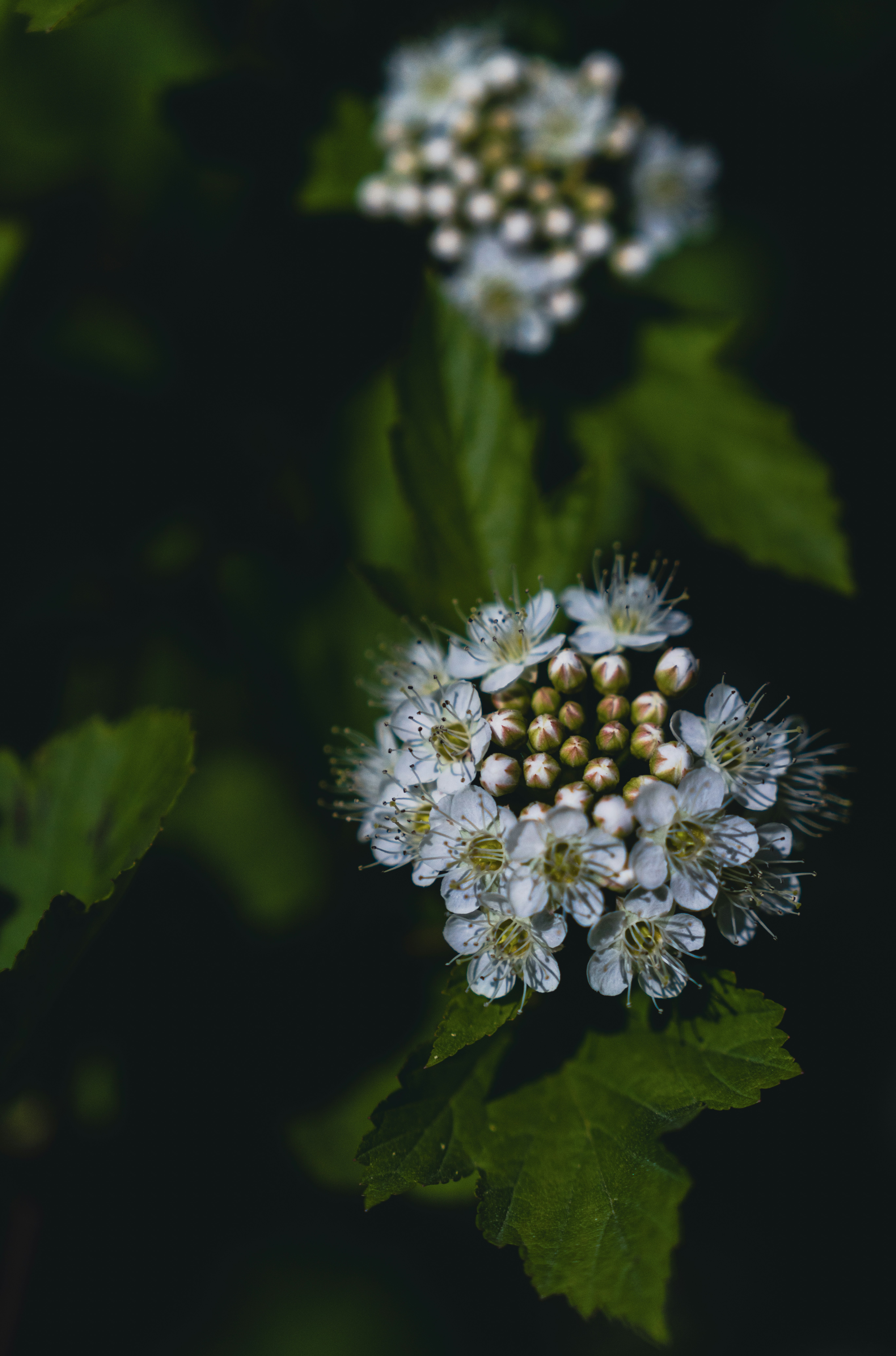 Photo by hellaren