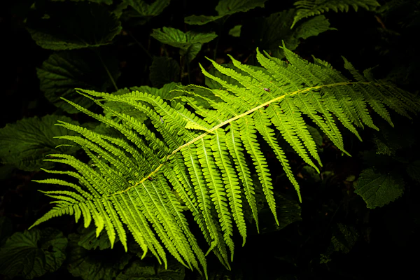 Lush Boston Fern