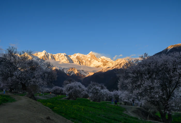 Snow-capped mountains over blooming trees