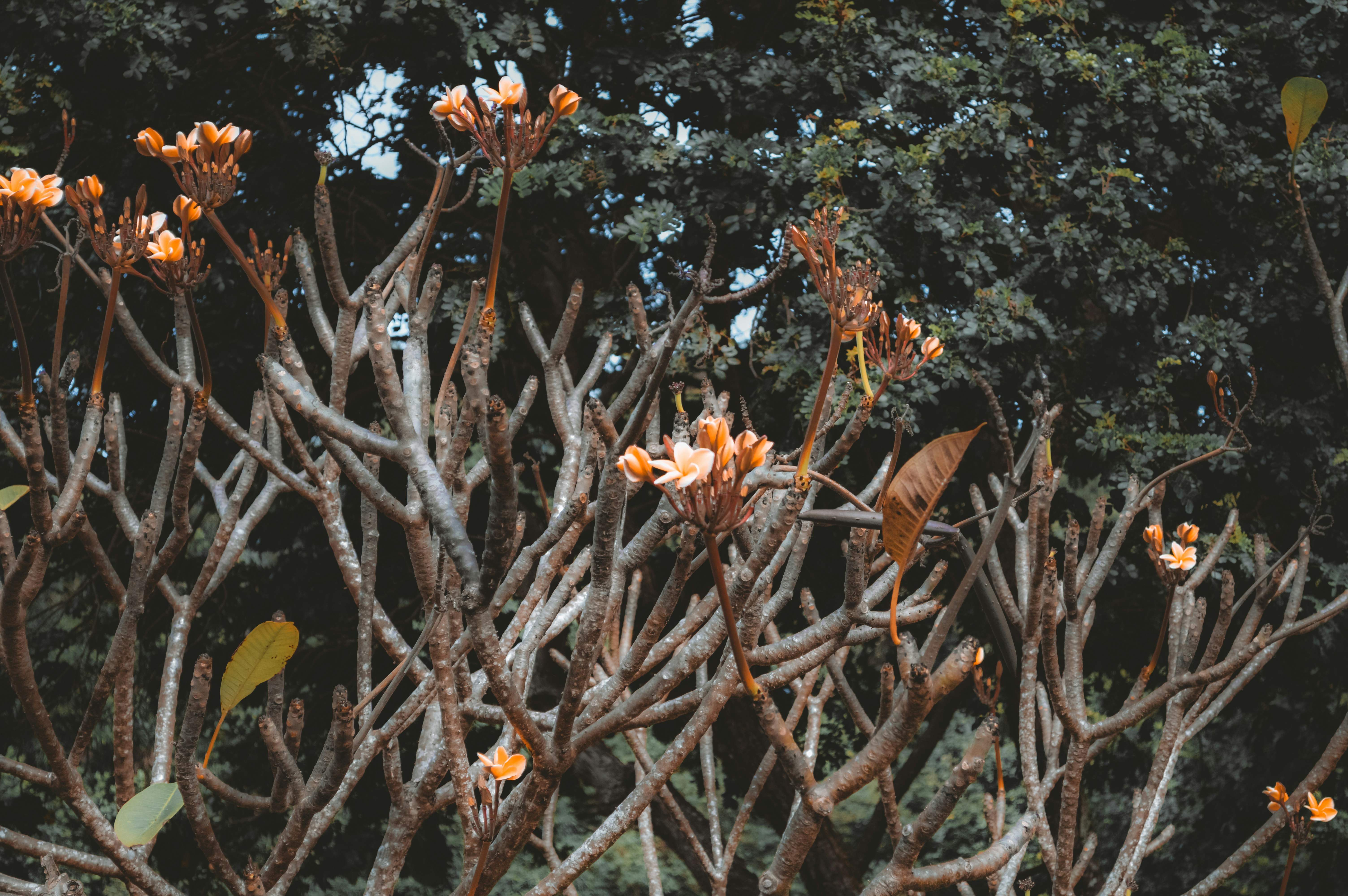 Delicate orange flowers on bare tree branches.