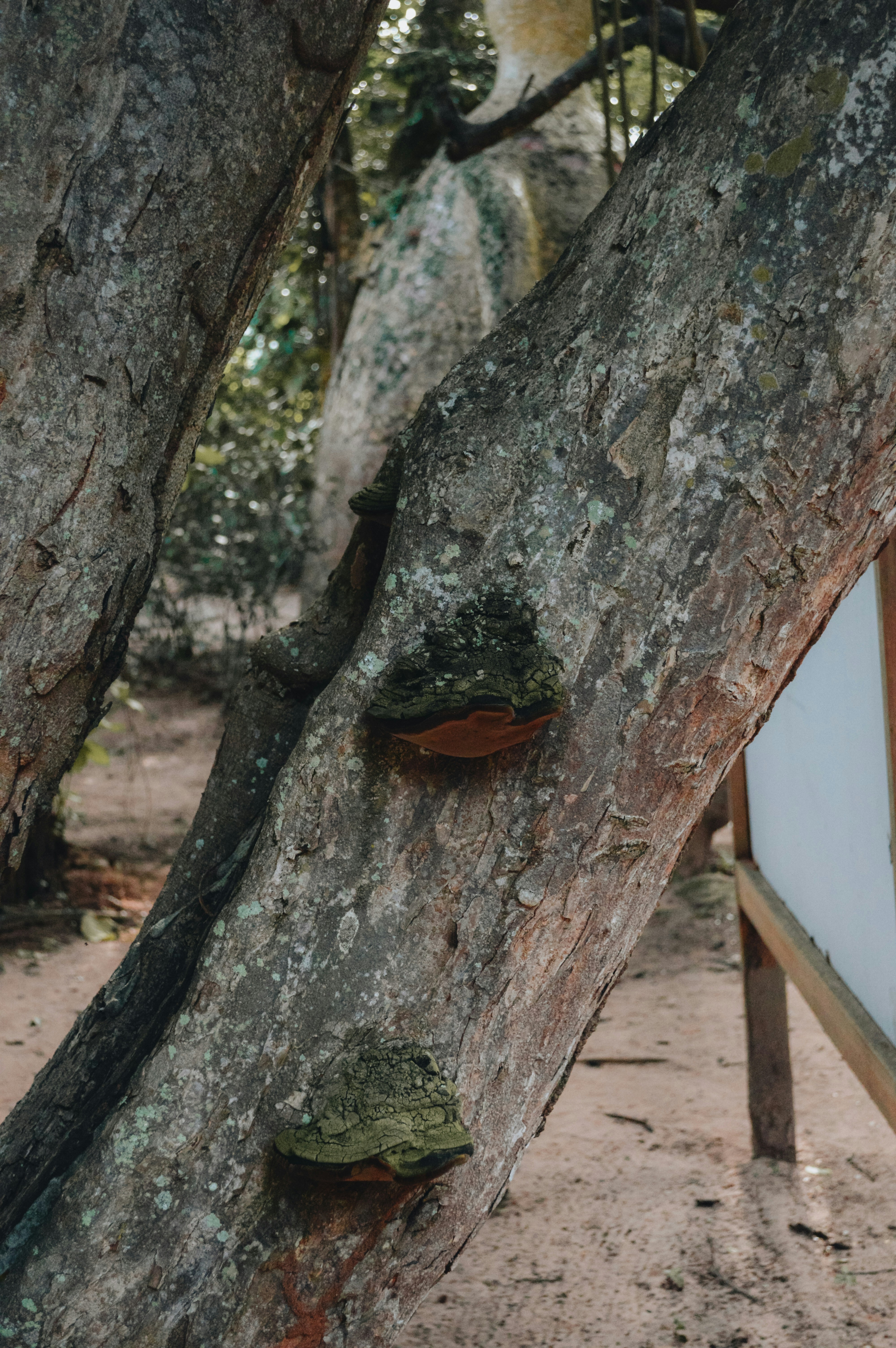 Textured tree trunk featuring two distinct fungi growths.