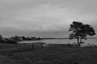 A lone tree overlooks a bay with distant shore.
